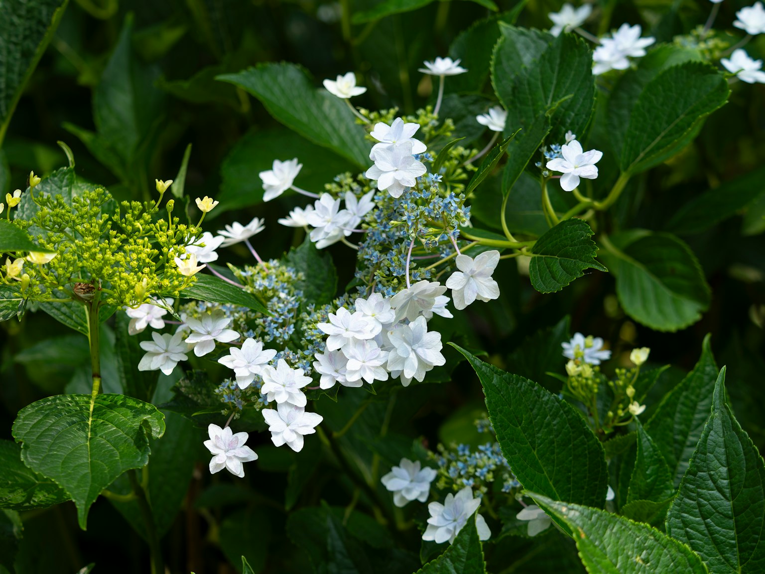 特寫植物，白色花朵和綠色葉子