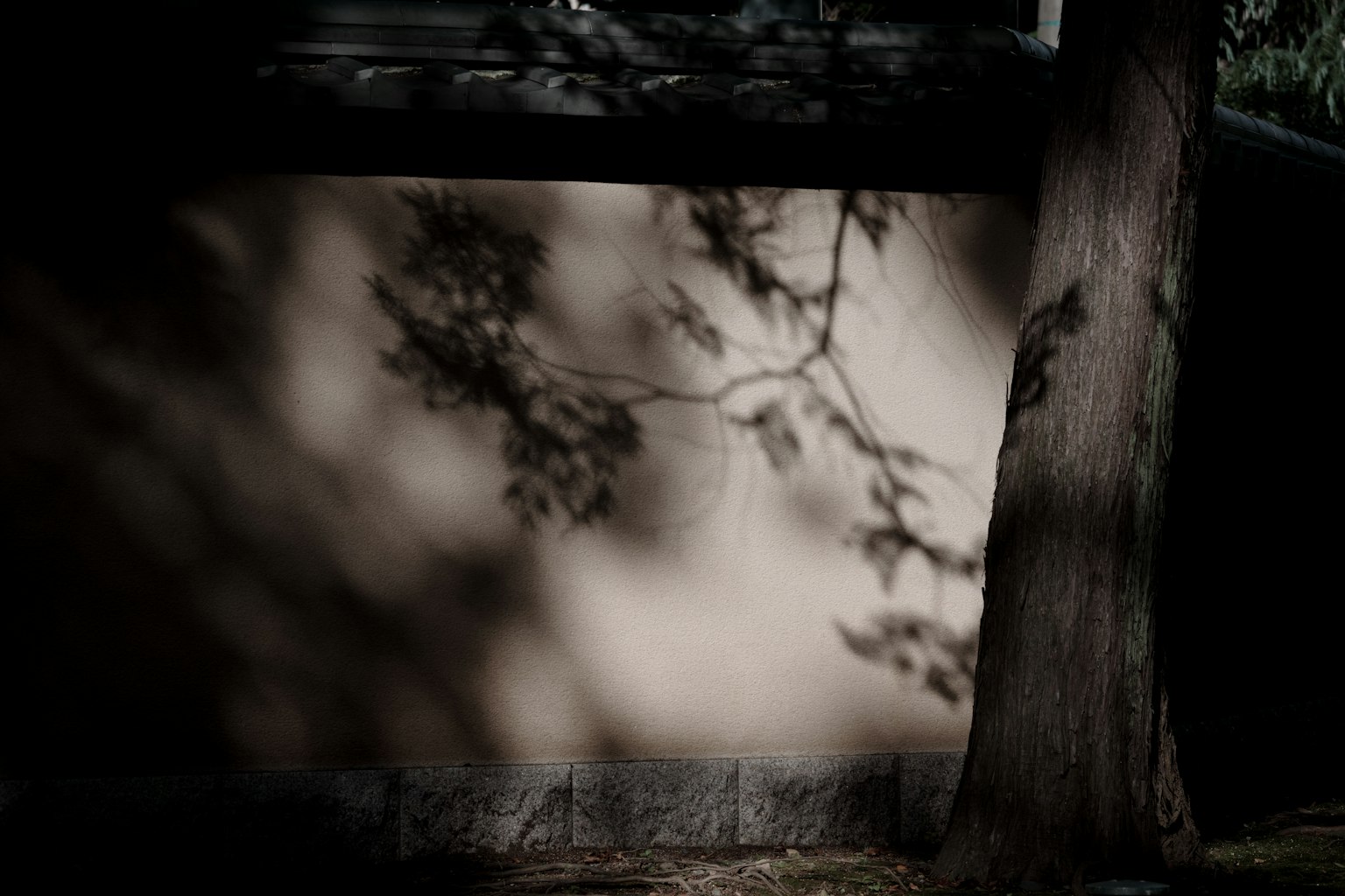Shadow of branches on a wall with a tree trunk