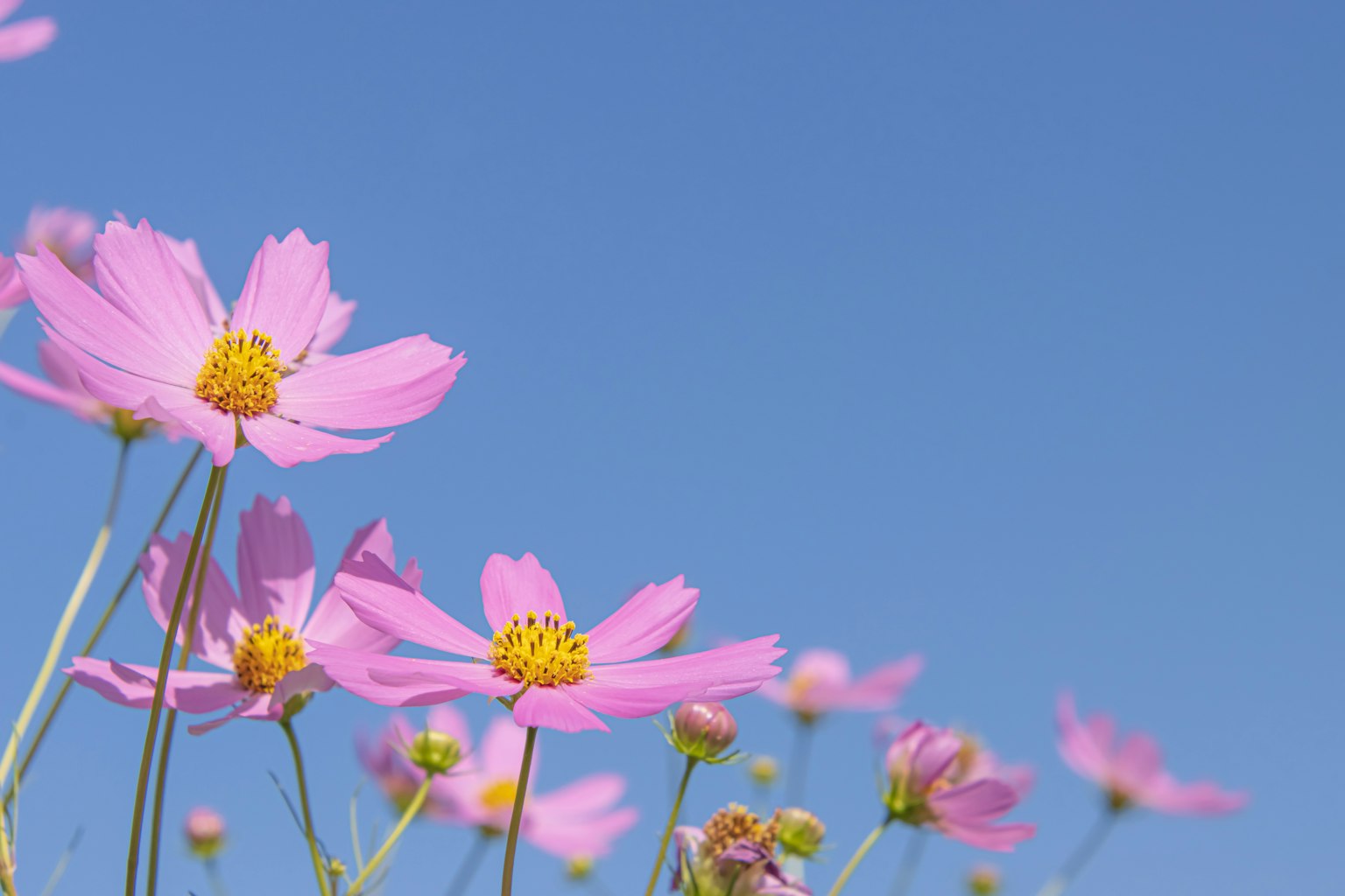 Fiori di cosmos rosa che fioriscono contro un cielo blu