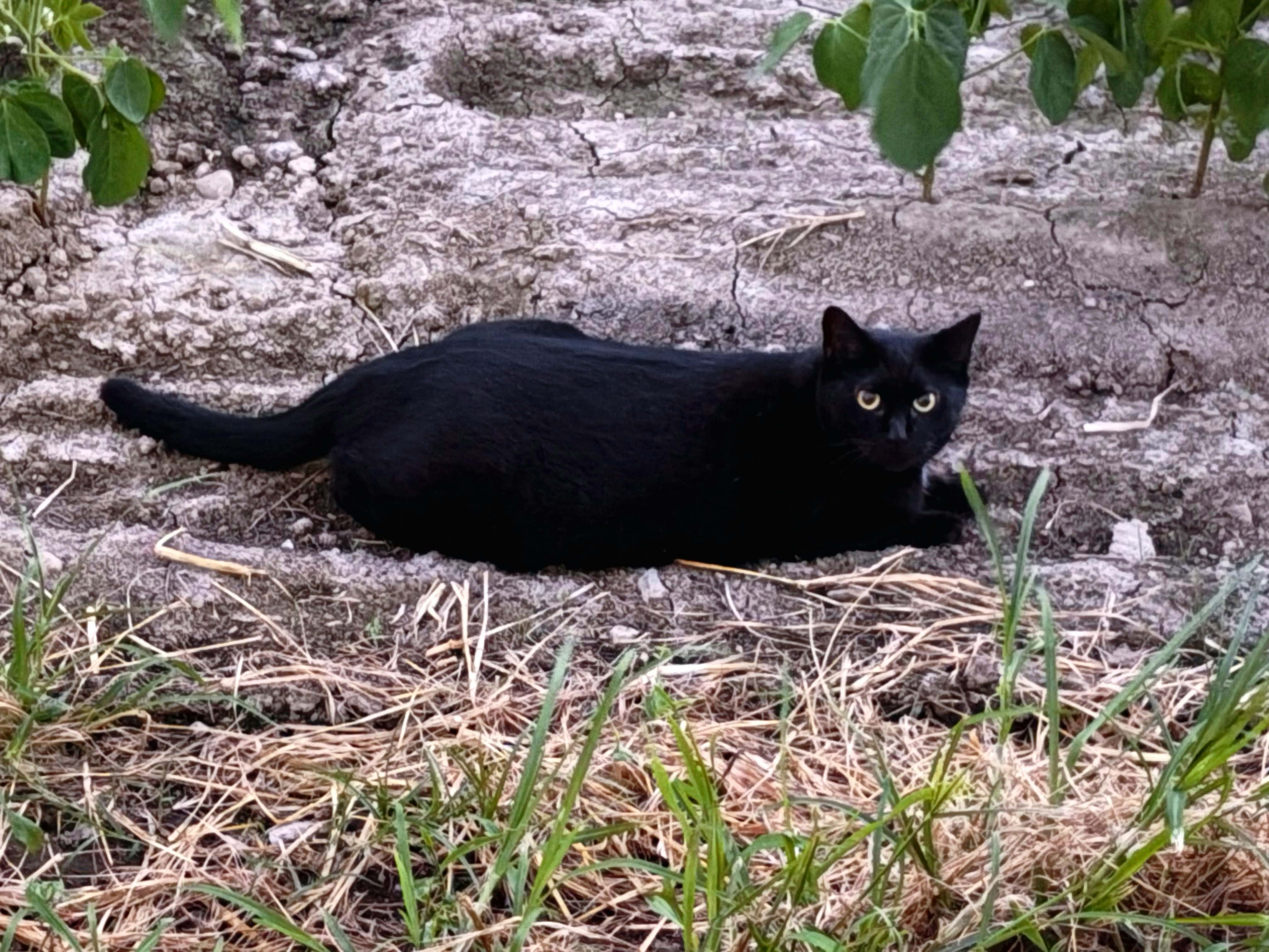 草地上趴着的黑猫