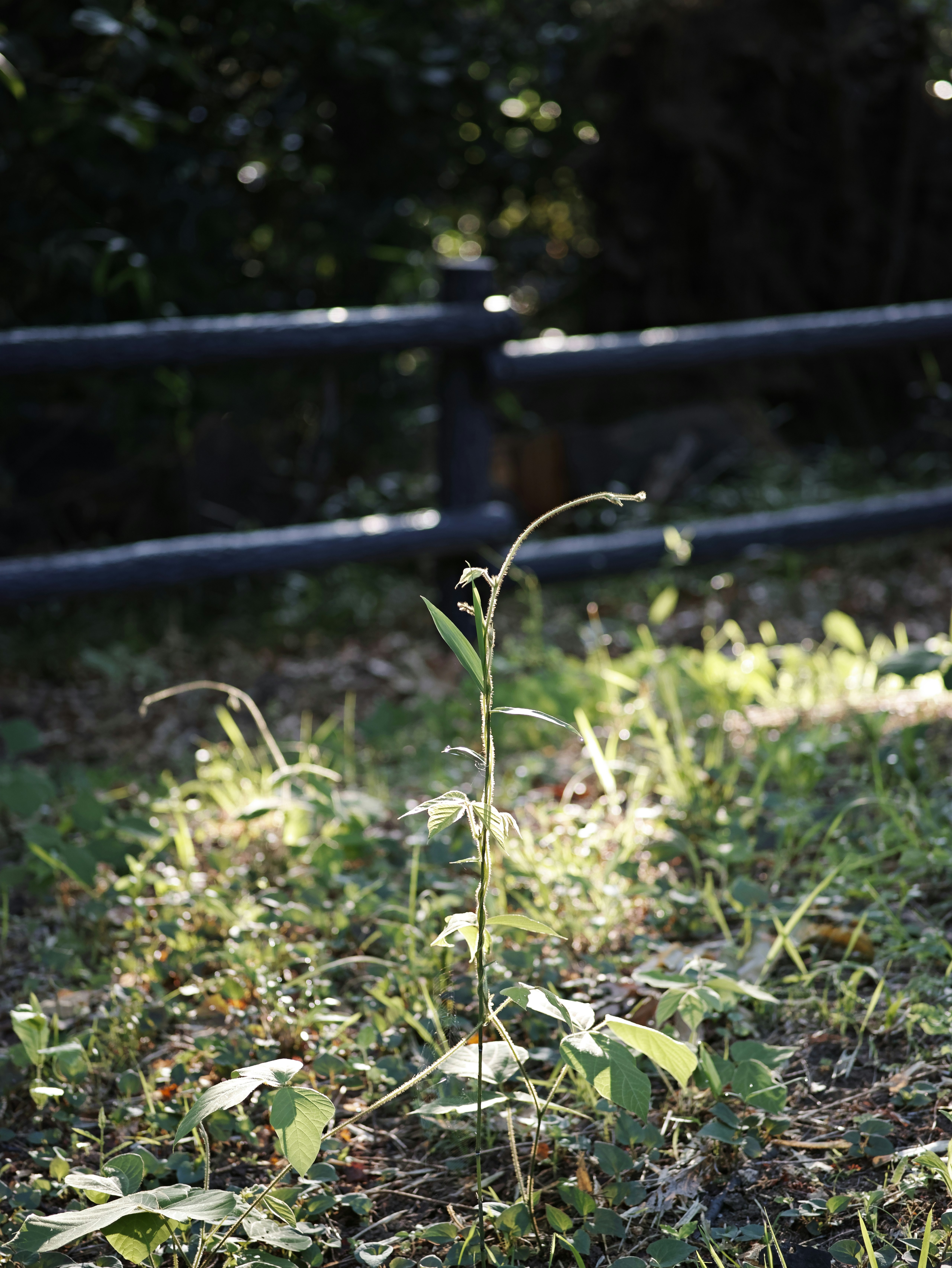 草むらに伸びる若い芽のある自然の小さな風景