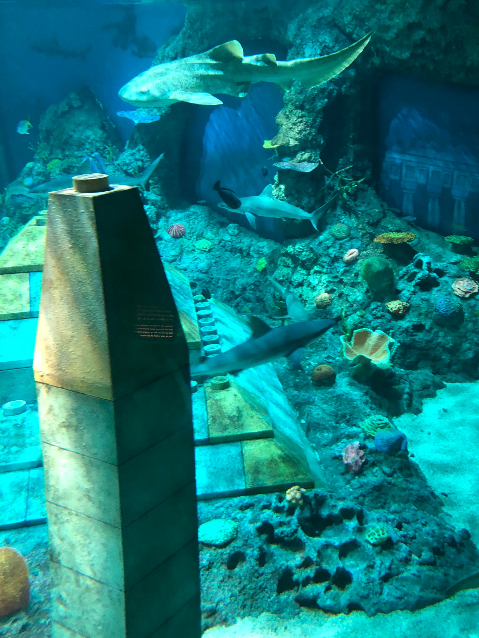 Unterwasserszene mit Haien und Korallenriffen