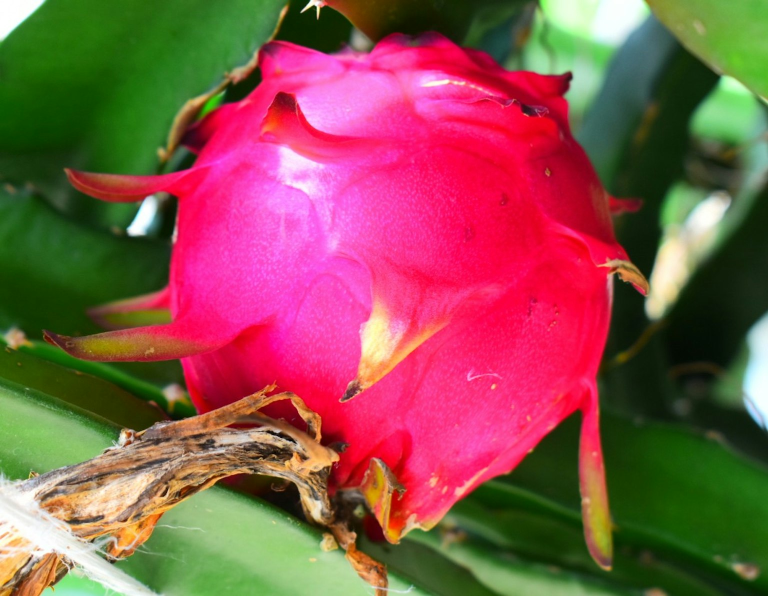 Frutto del drago rosa brillante circondato da foglie verdi