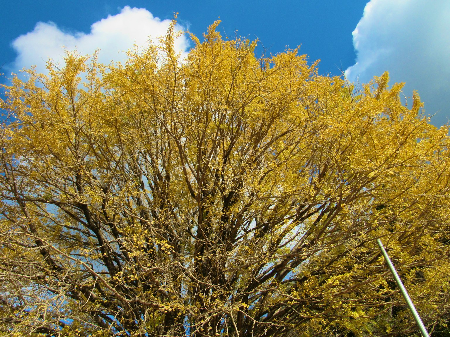 Un árbol con hojas amarillas vibrantes contra un cielo azul y nubes blancas