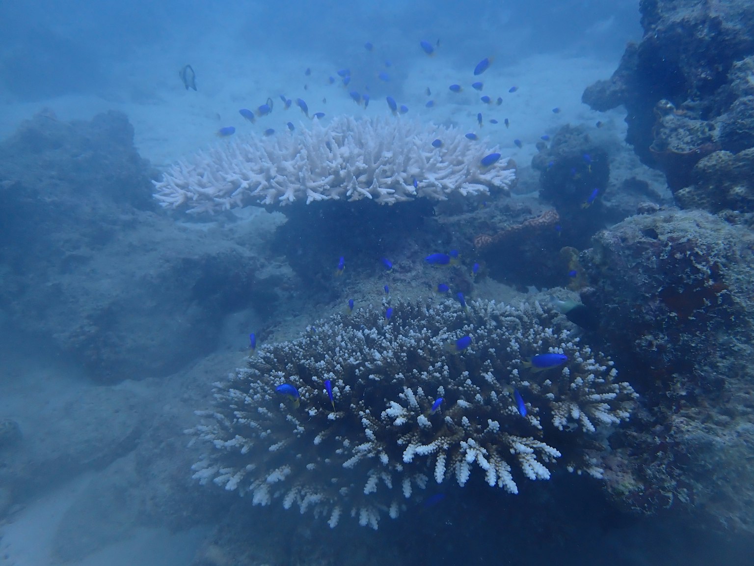 Underwater scene of coral reef with blue fish swimming