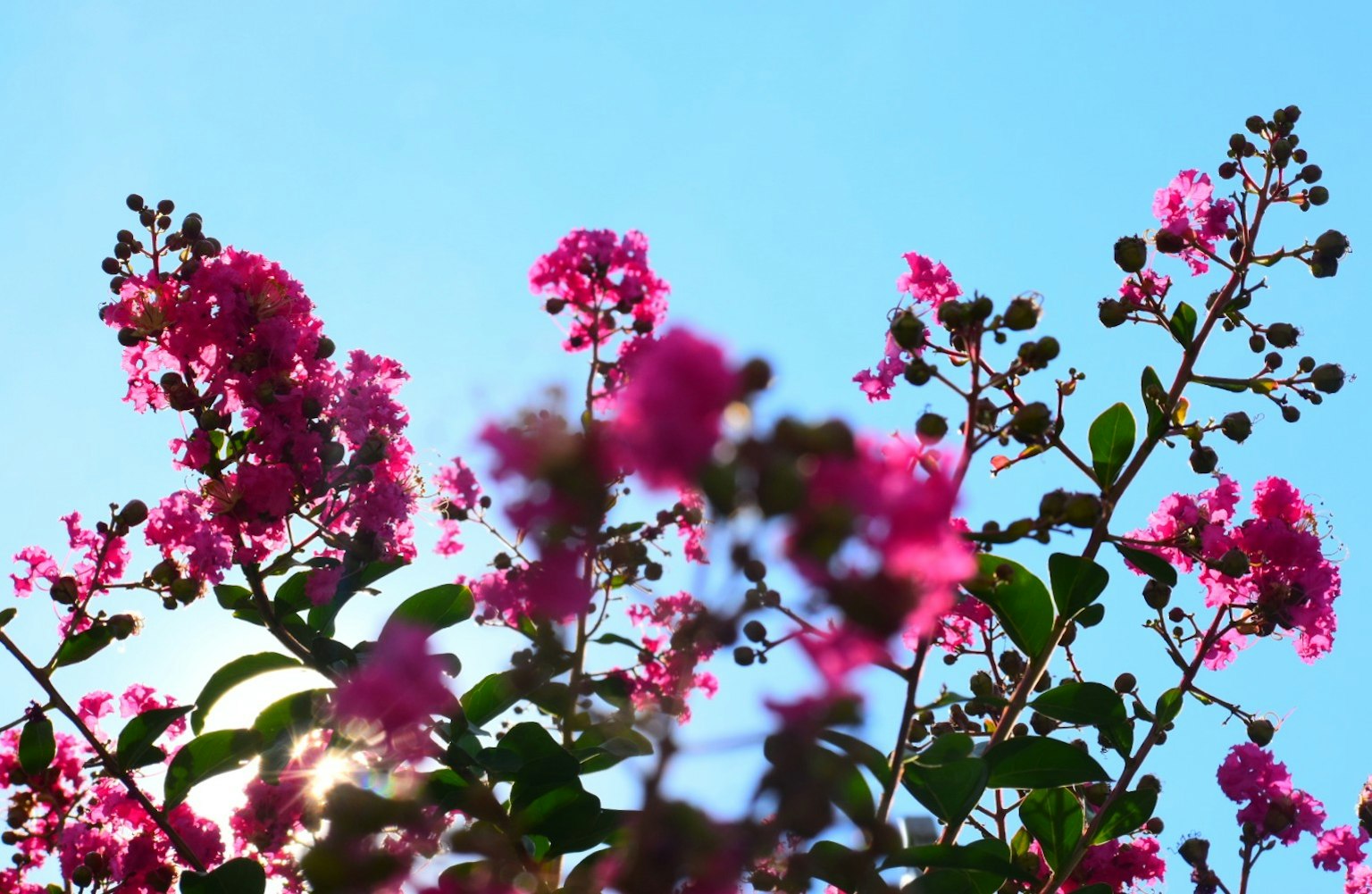 Fiori rosa contro un cielo blu brillante