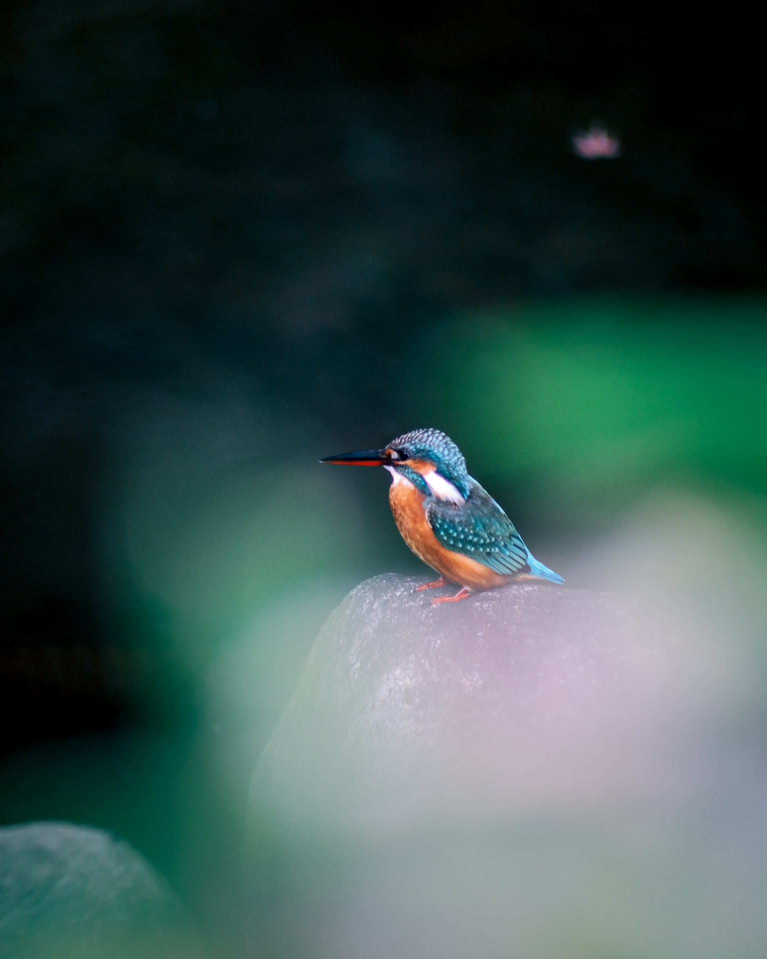 A kingfisher with blue feathers perched on a rock with a blurred background