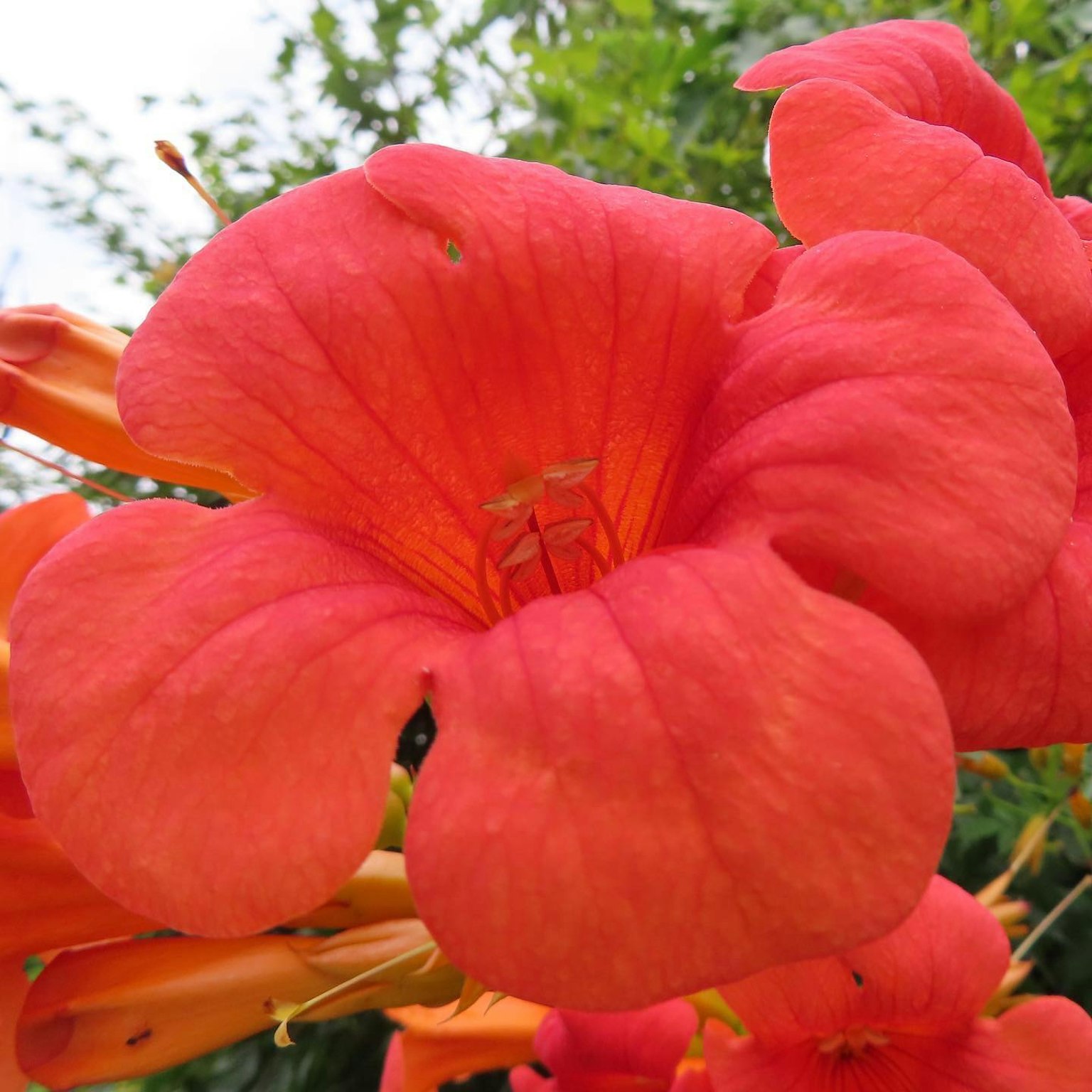 ดอกไม้สีส้มสดใสที่กำลังบาน