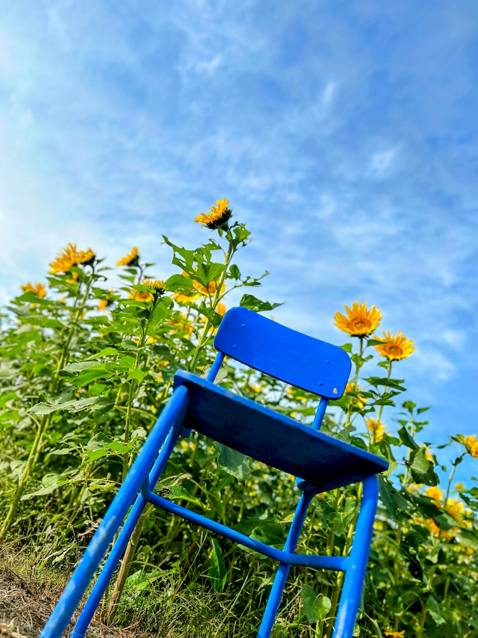 Blue chair surrounded by sunflowers under a blue sky