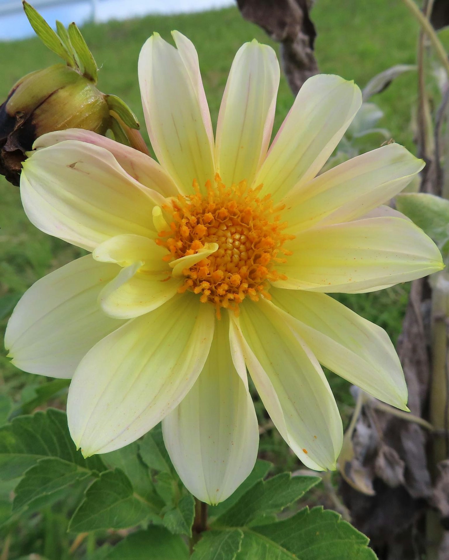 Bunga dahlia kuning mekar di antara daun hijau