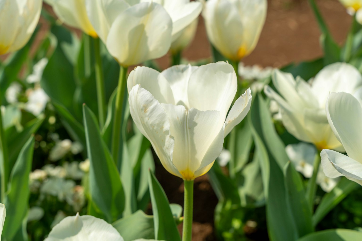 Tulipe blanche en fleur entourée de feuilles vertes