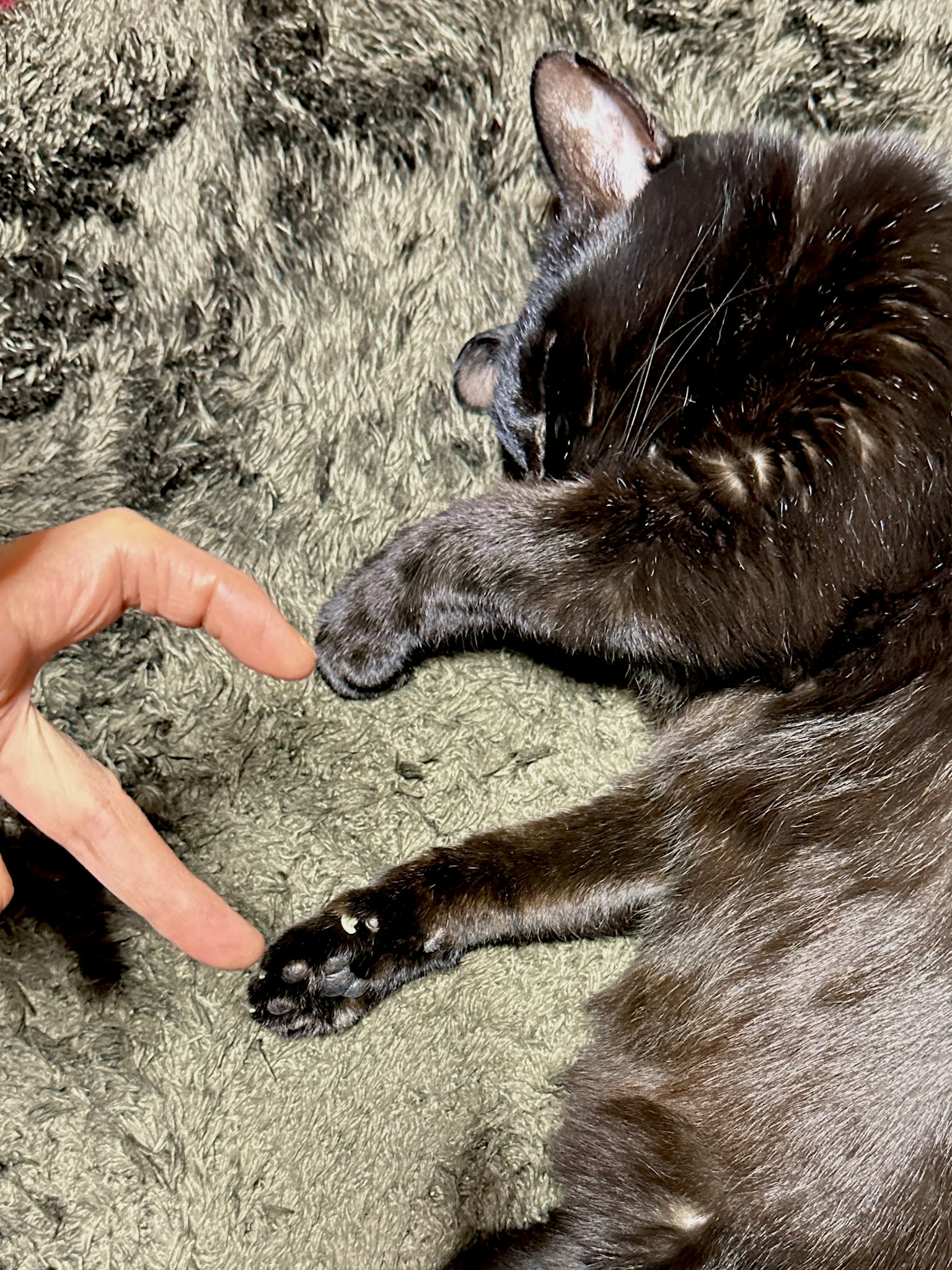 검은 고양이와 사람 손의 접촉을 포착한 순간