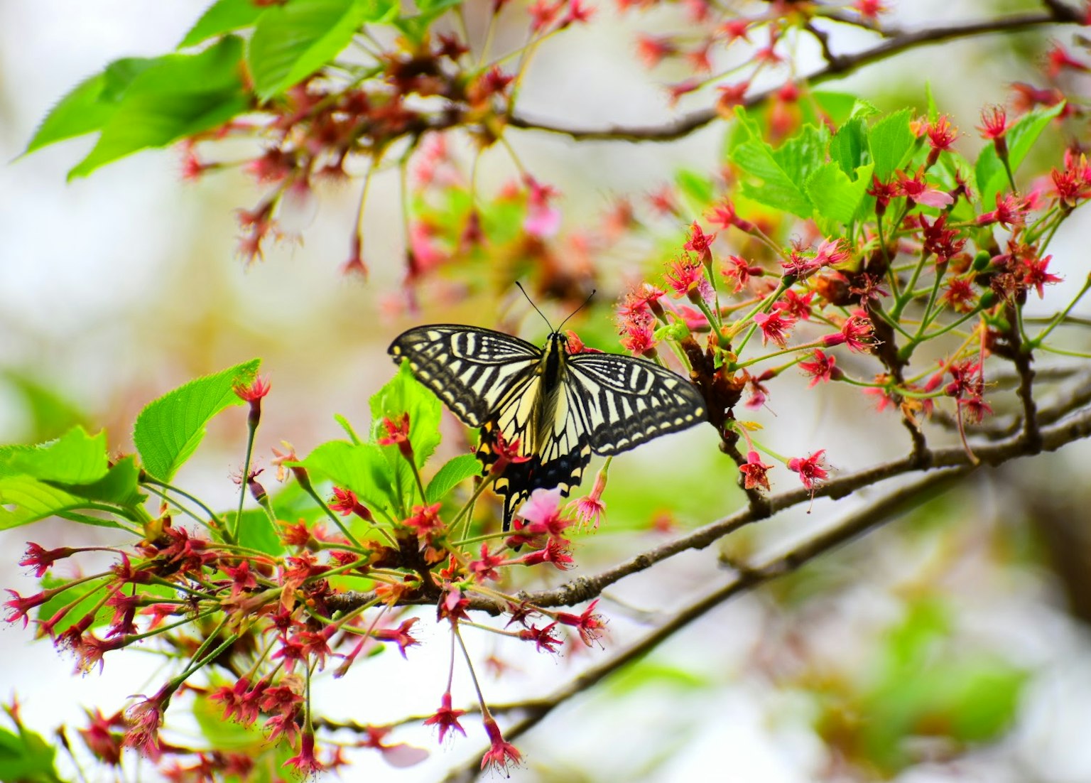Schwarz-weißer Schmetterling auf Blumen mit grünen Blättern