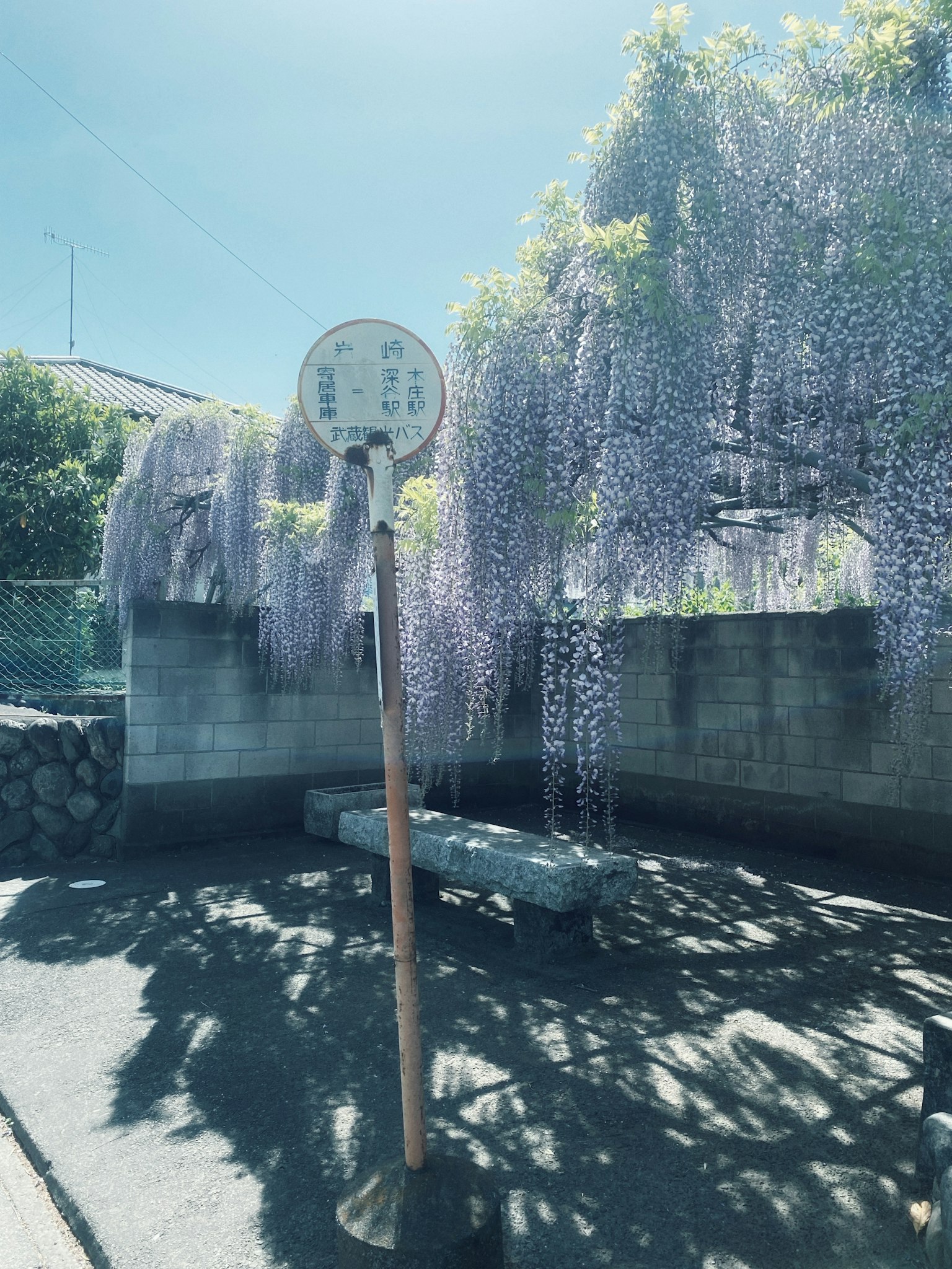 风景如画的紫色藤花和公交车站标志