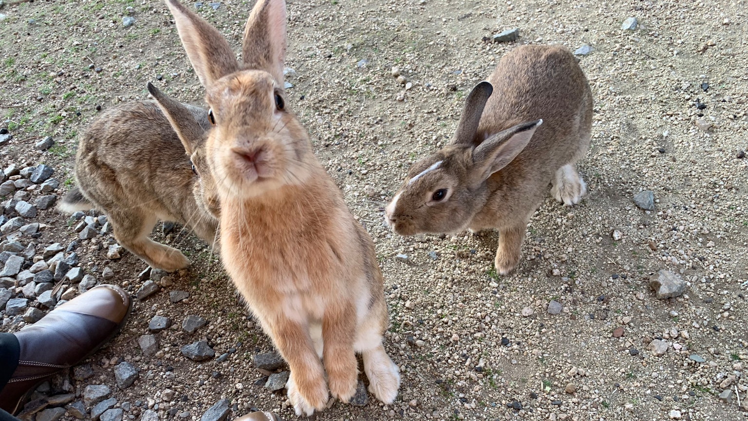 A scene with multiple rabbits standing on the ground Rabbits are brown and gray A person's shoe is visible nearby