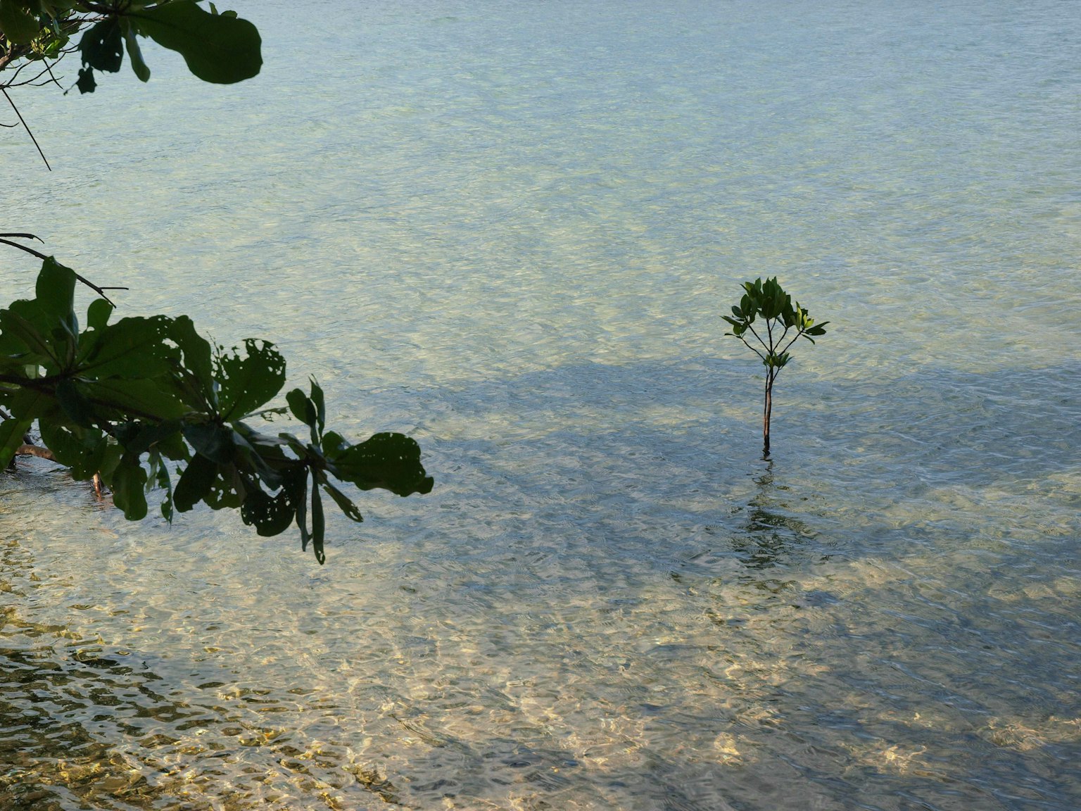 A small tree standing in clear water with pebbles visible