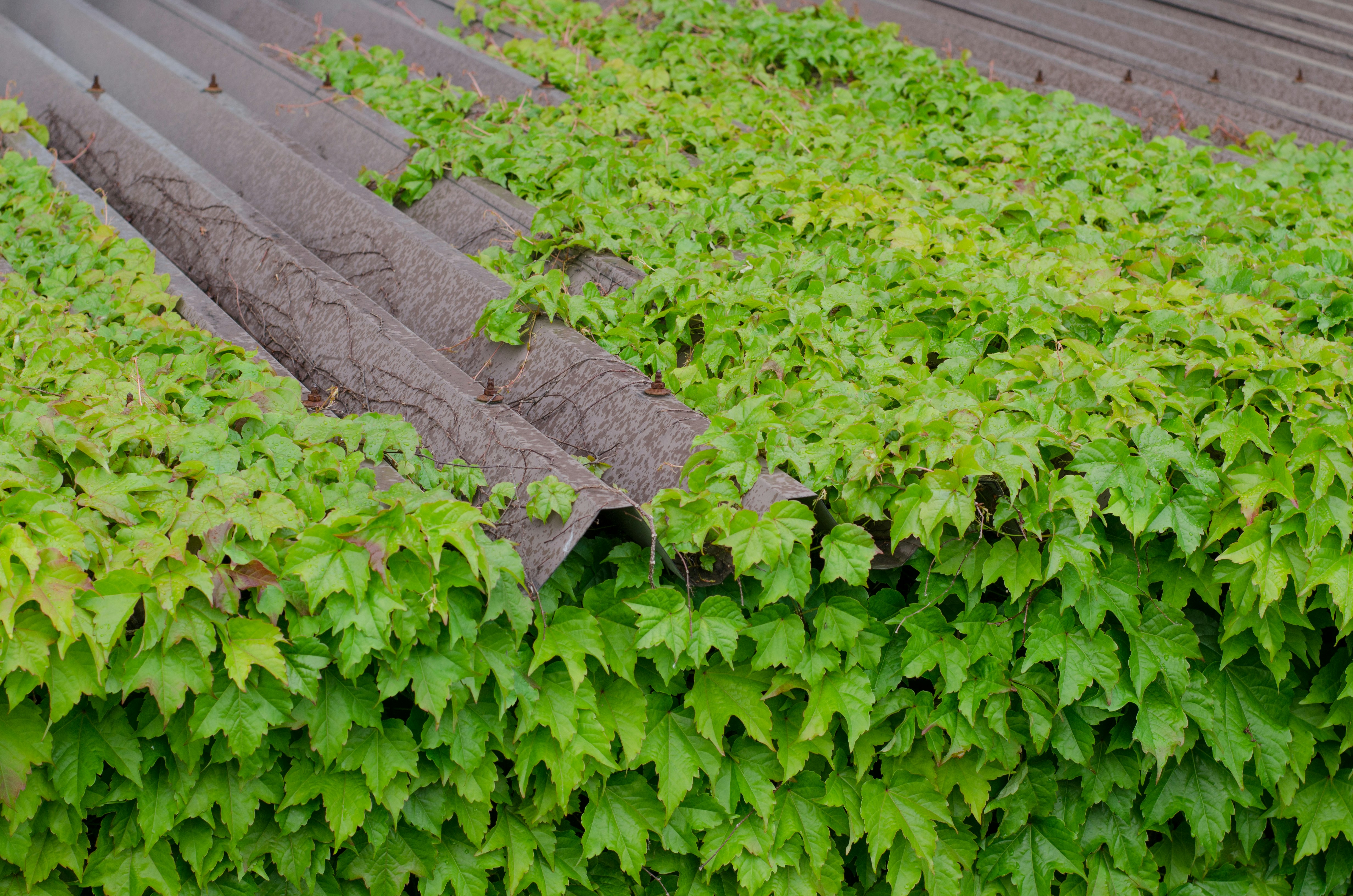 石畳の間に生える鮮やかな緑の植物