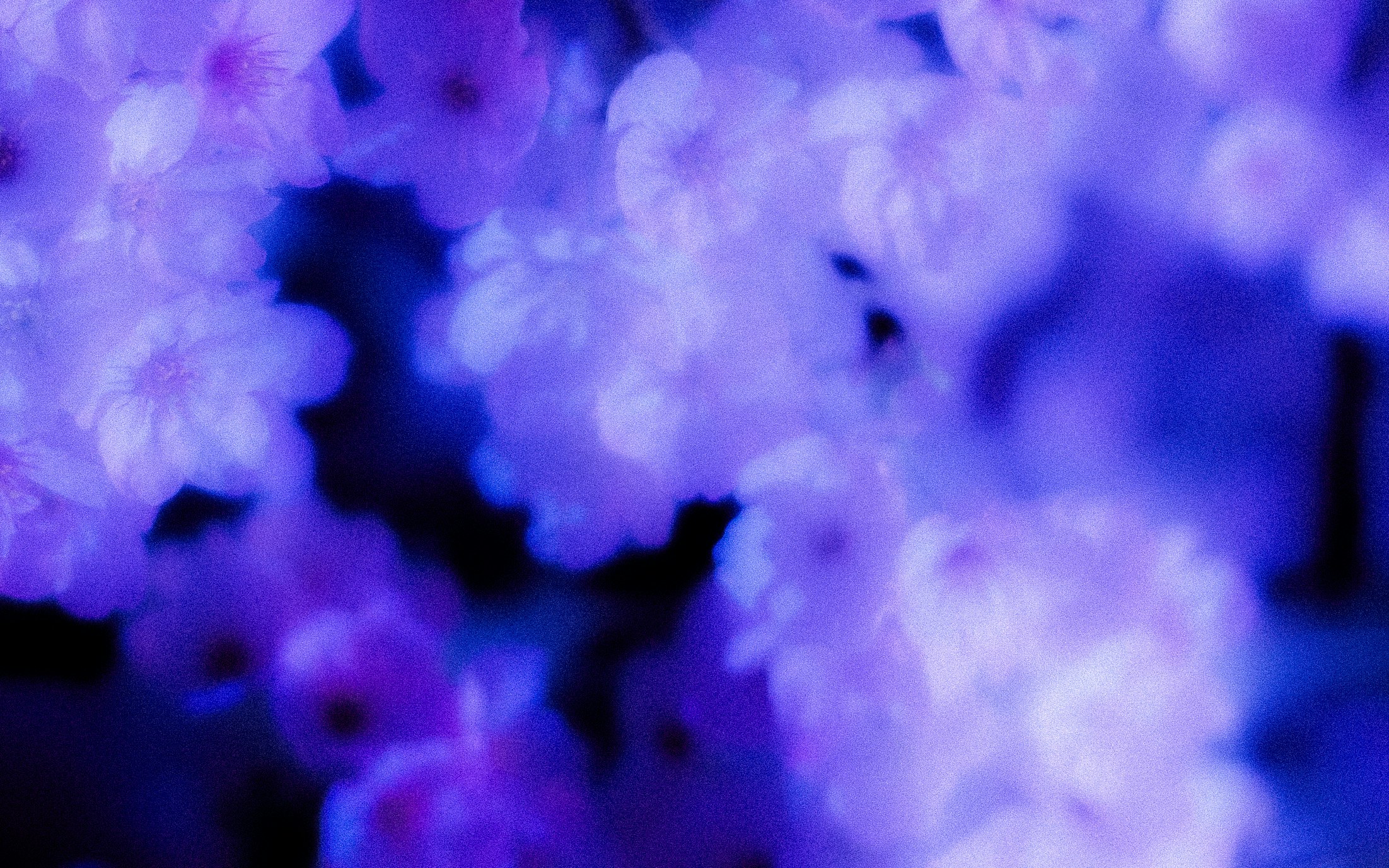 紫色散景的夢幻夜櫻氛圍