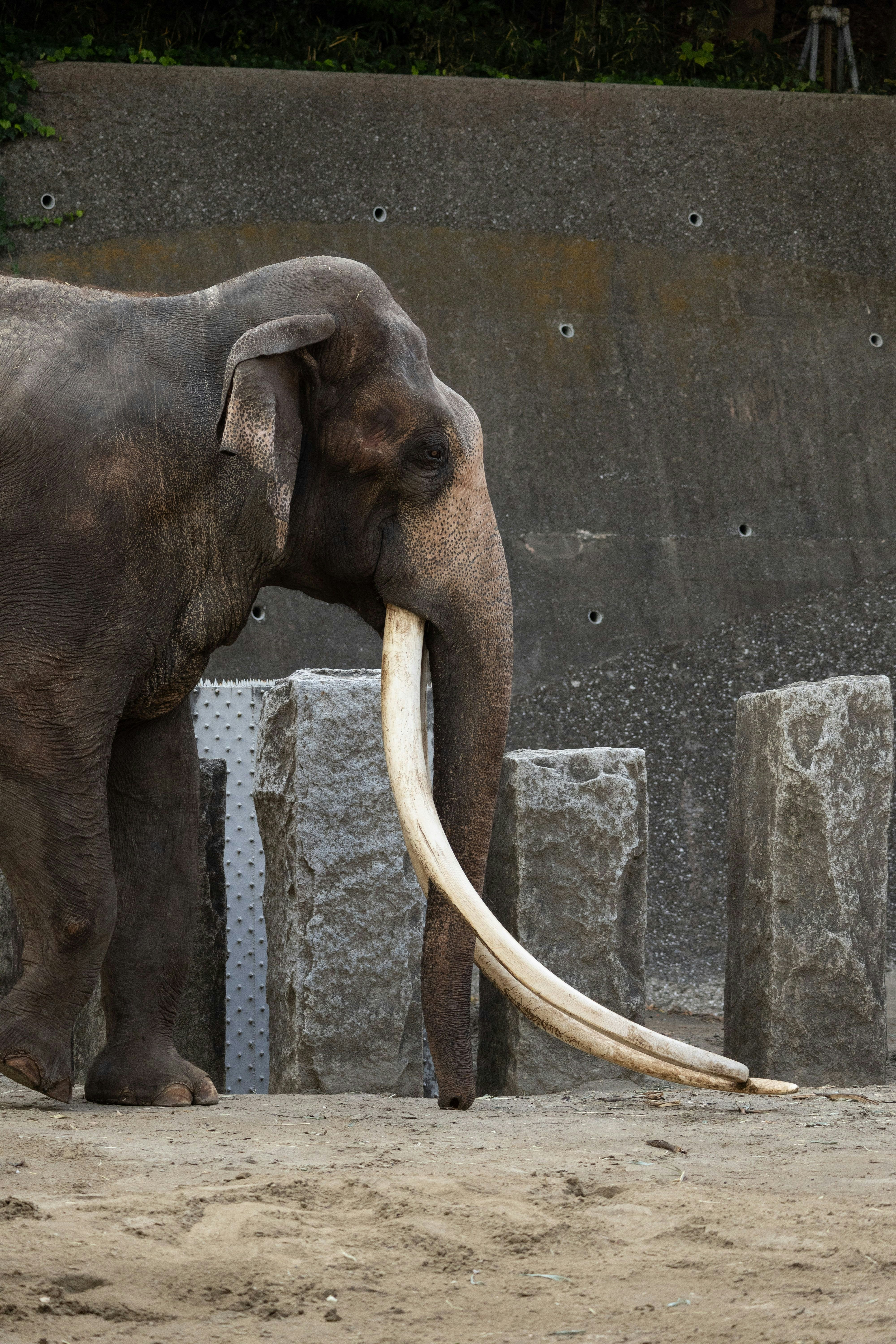 動物園の象と水飲み場のある展示スペース