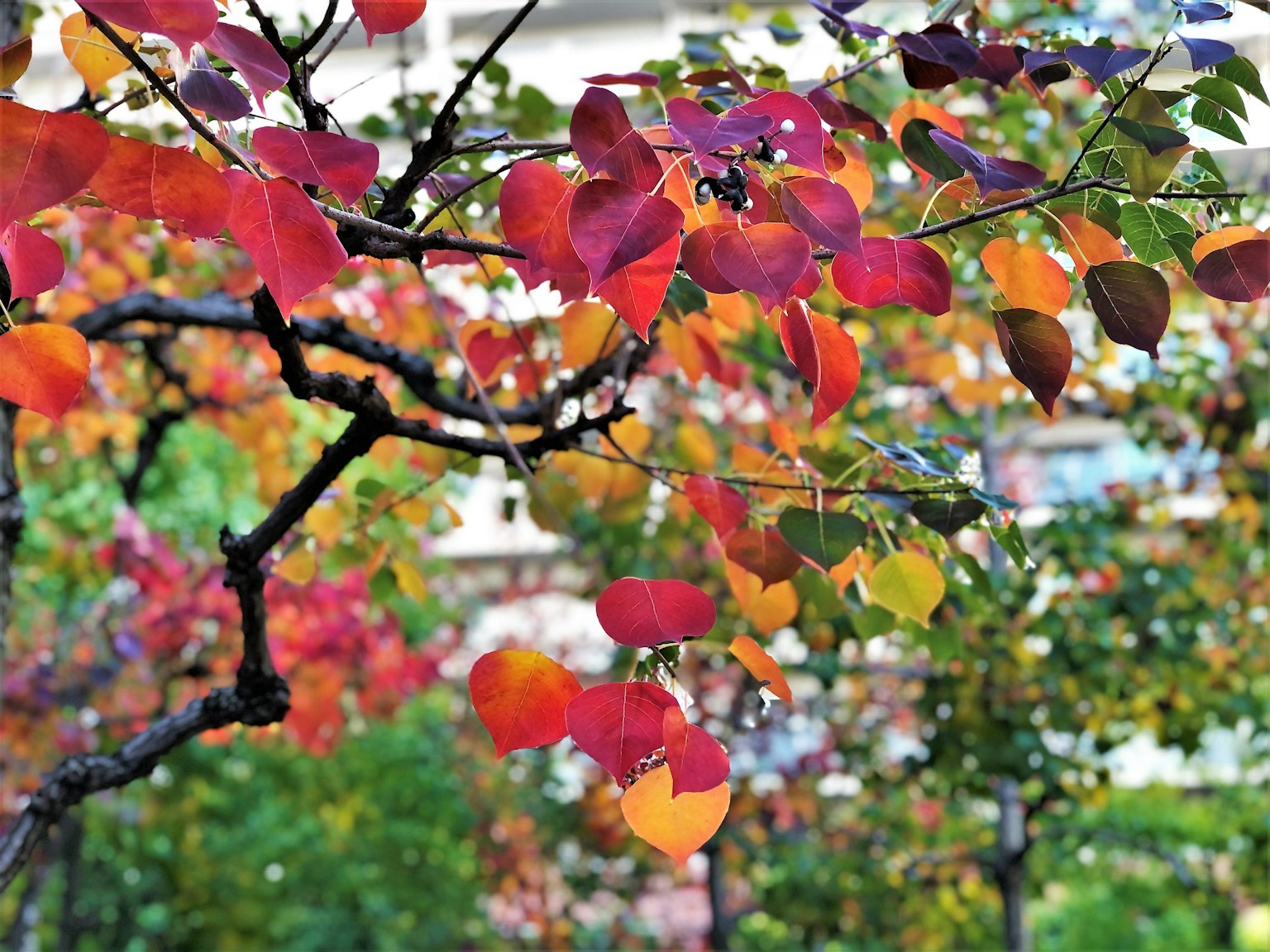 Hojas de otoño vibrantes en tonos de rojo, naranja y amarillo en ramas de árboles