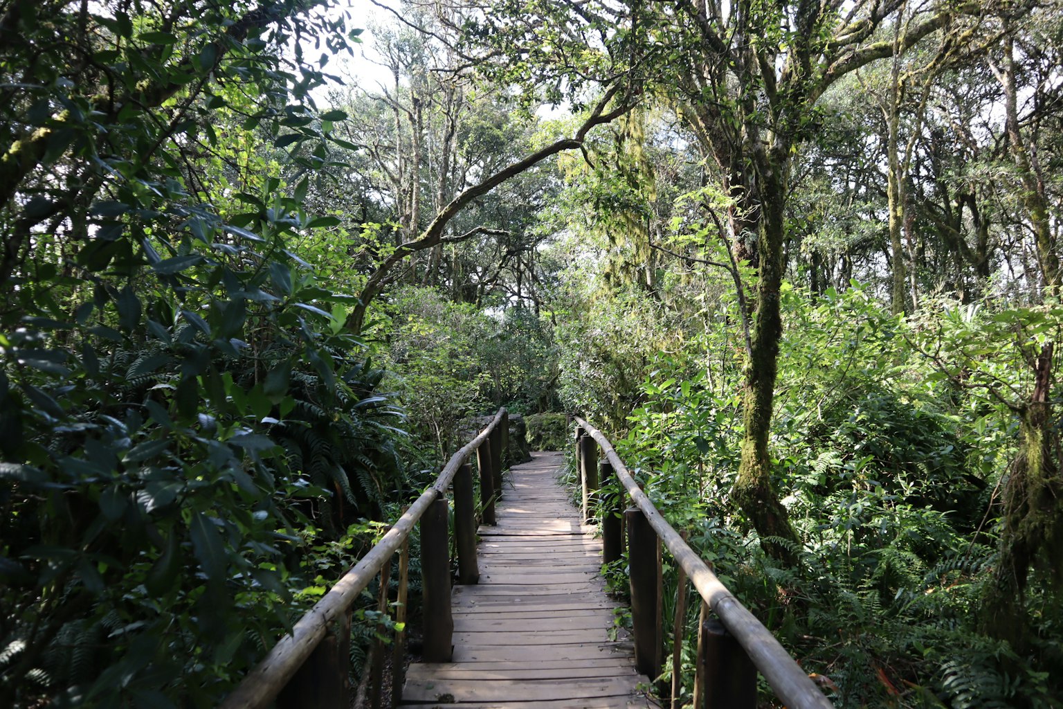 Jalan setapak kayu yang berkelok-kelok di tengah hutan yang rimbun