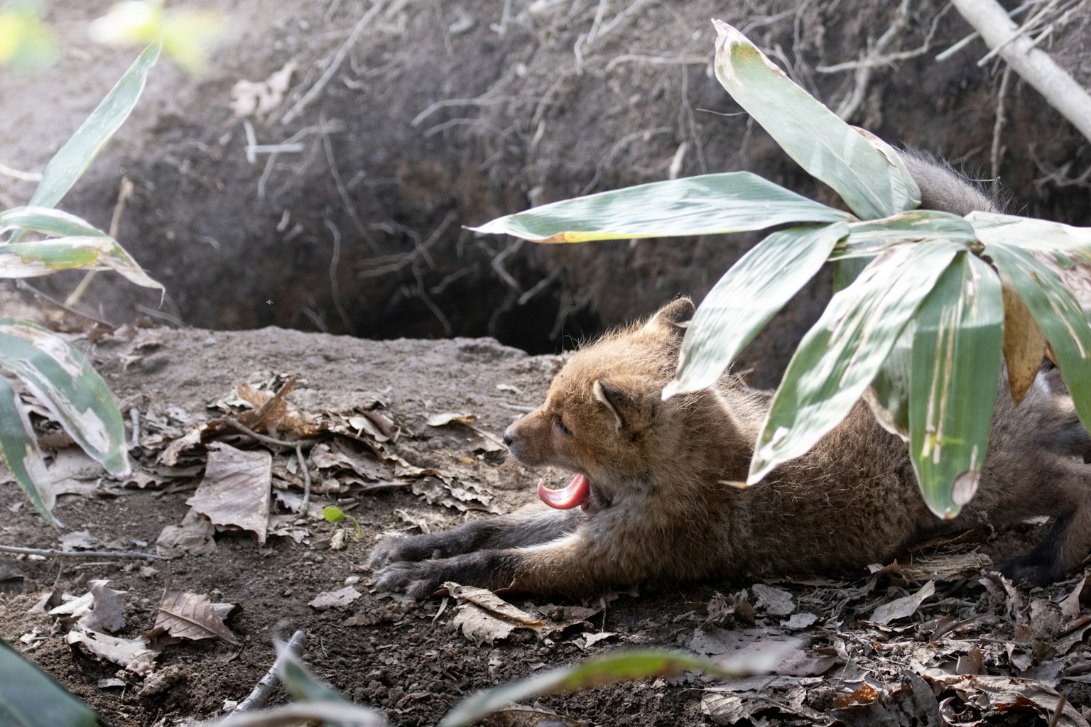 Un piccolo cucciolo di animale selvatico sdraiato tra le foglie verdi