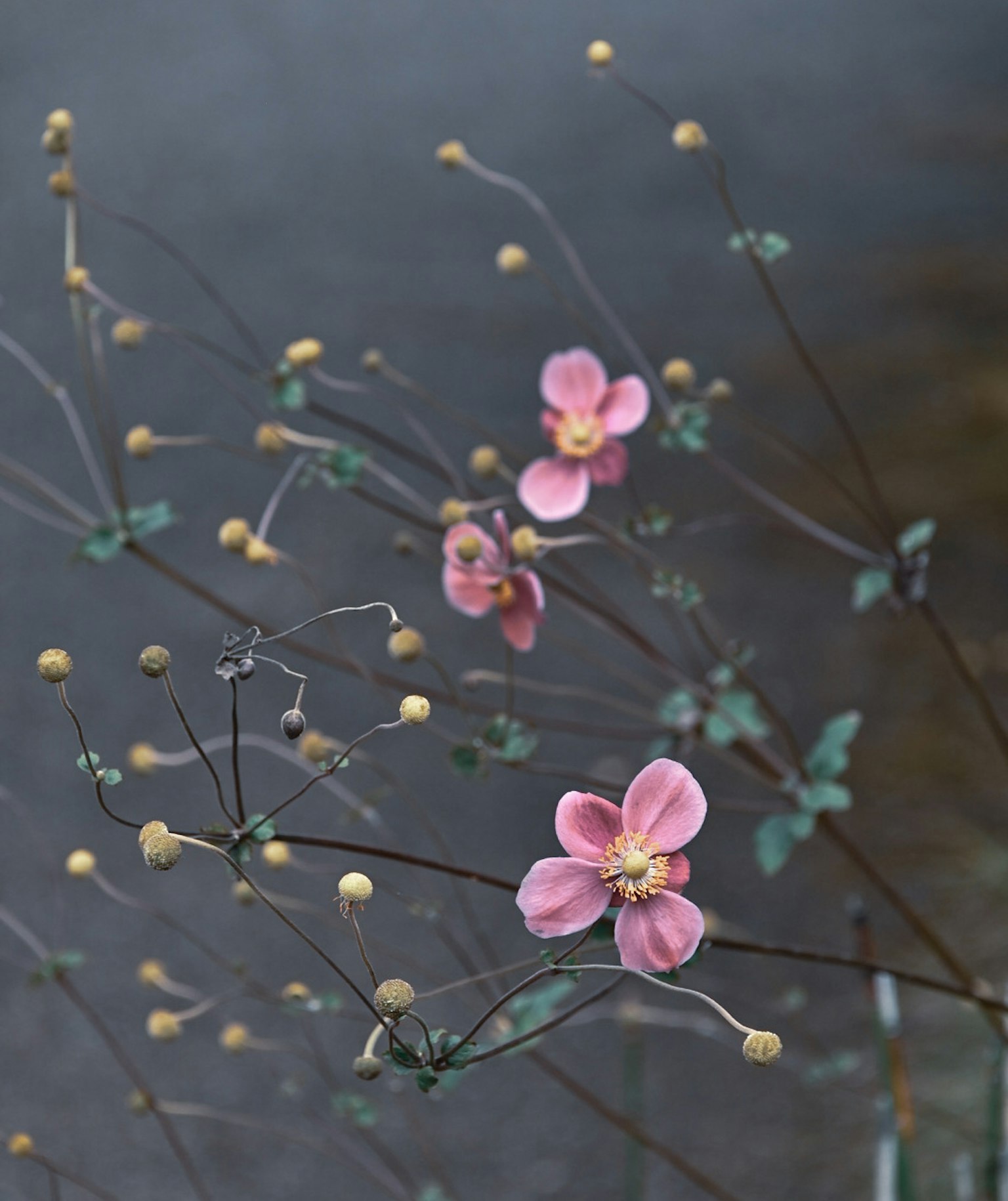 細莖上有精緻粉色花朵和花蕾