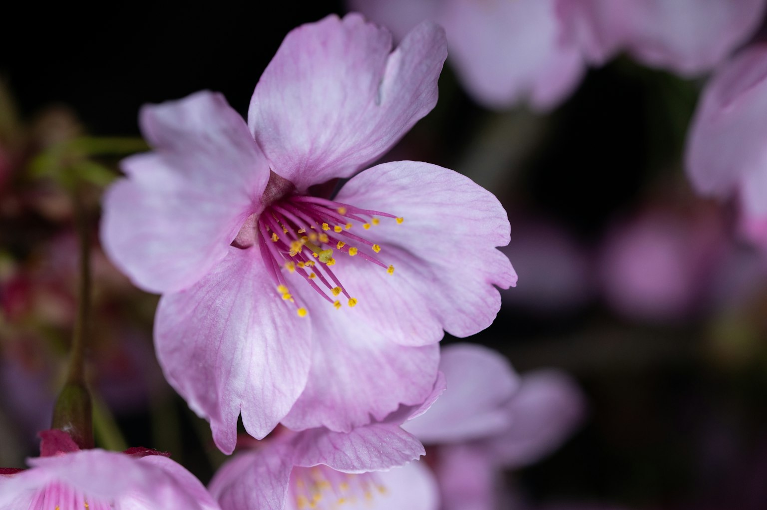 Close-up bunga sakura berwarna pink muda