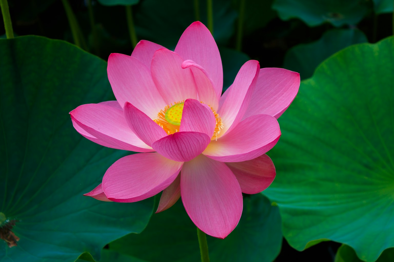 Schöne rosa Lotusblume mit grünen Blättern