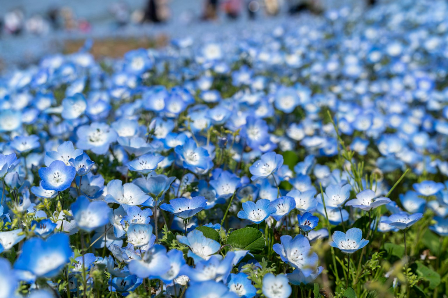 Un champ vibrant de fleurs bleues avec des gens en arrière-plan