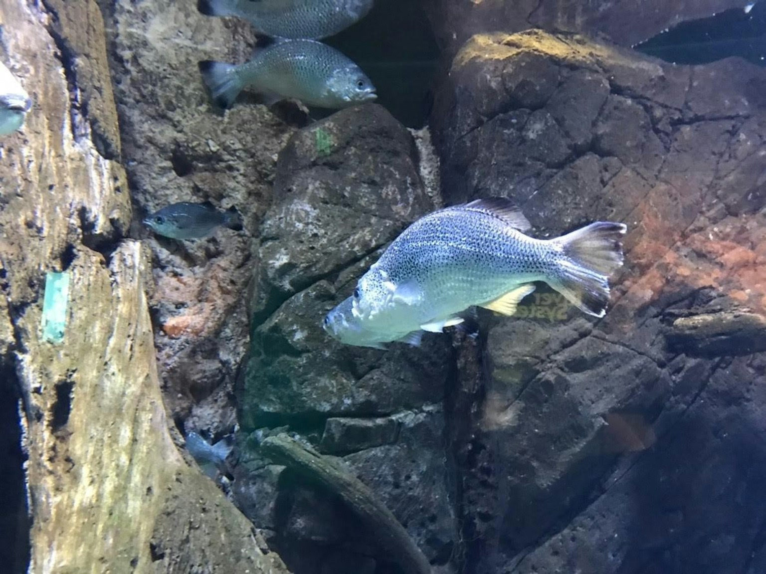 Scène d'aquarium avec un poisson nageant parmi des rochers et des racines en bois