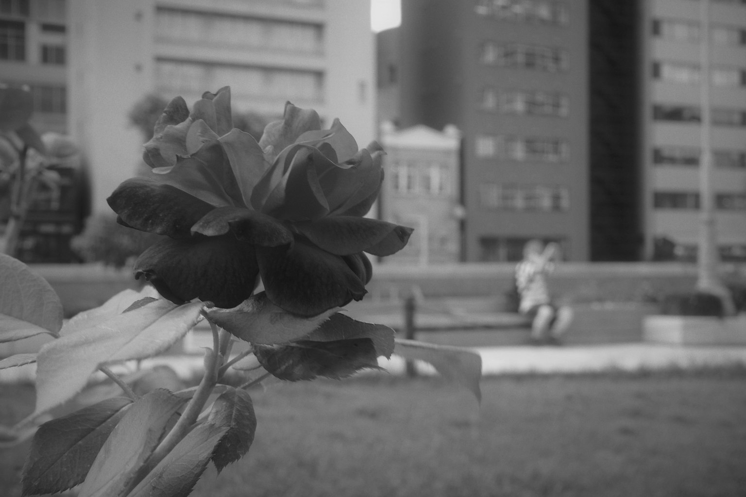 Rose noire avec arrière-plan urbain