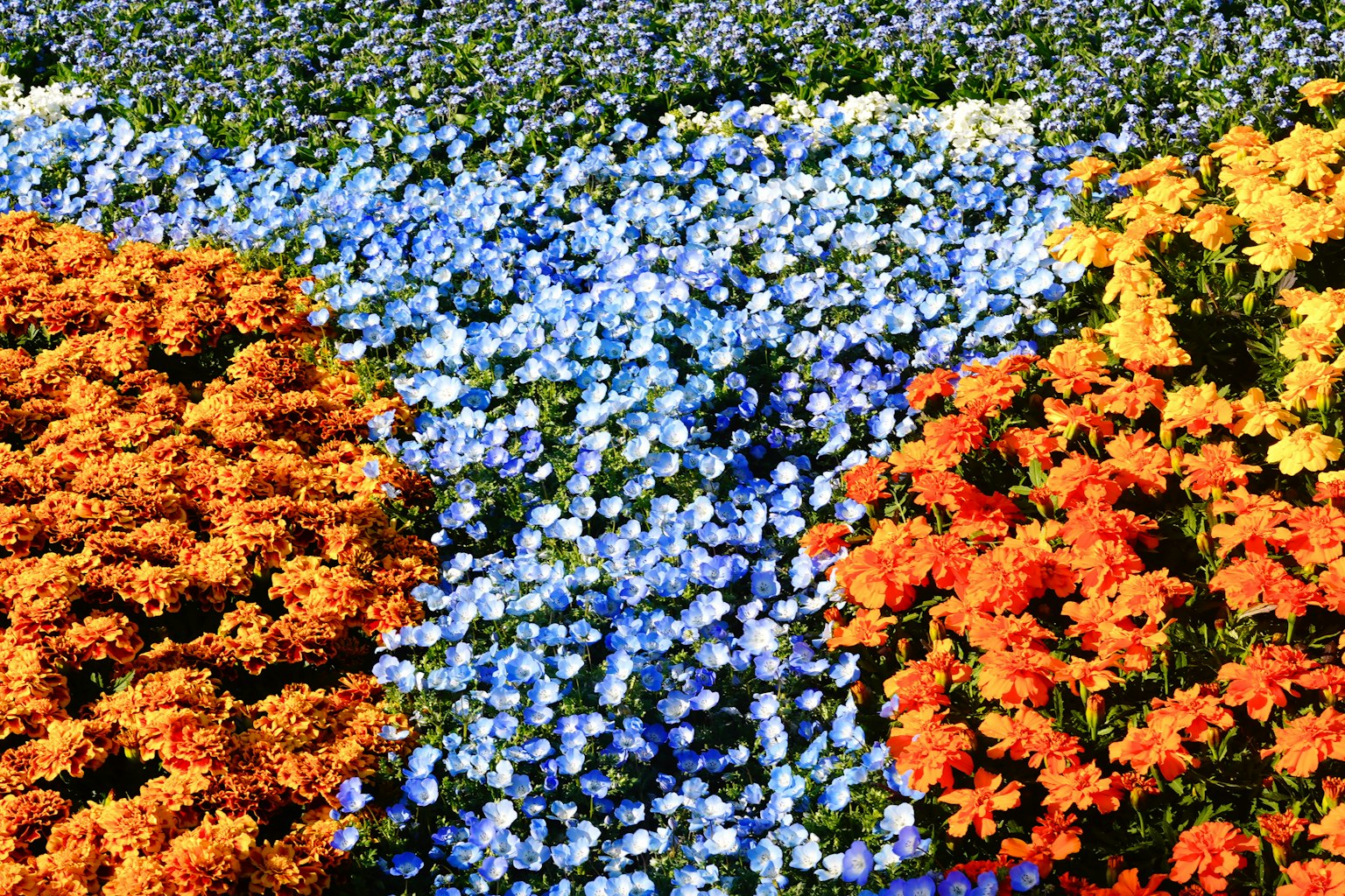 Fleurs colorées s'épanouissant dans un paysage magnifique avec des fleurs orange et bleues