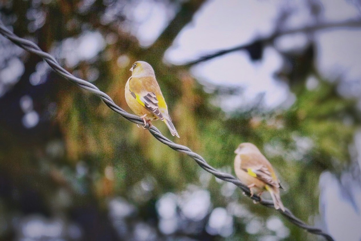 Deux petits oiseaux perchés sur un fil avec un fond vert flou