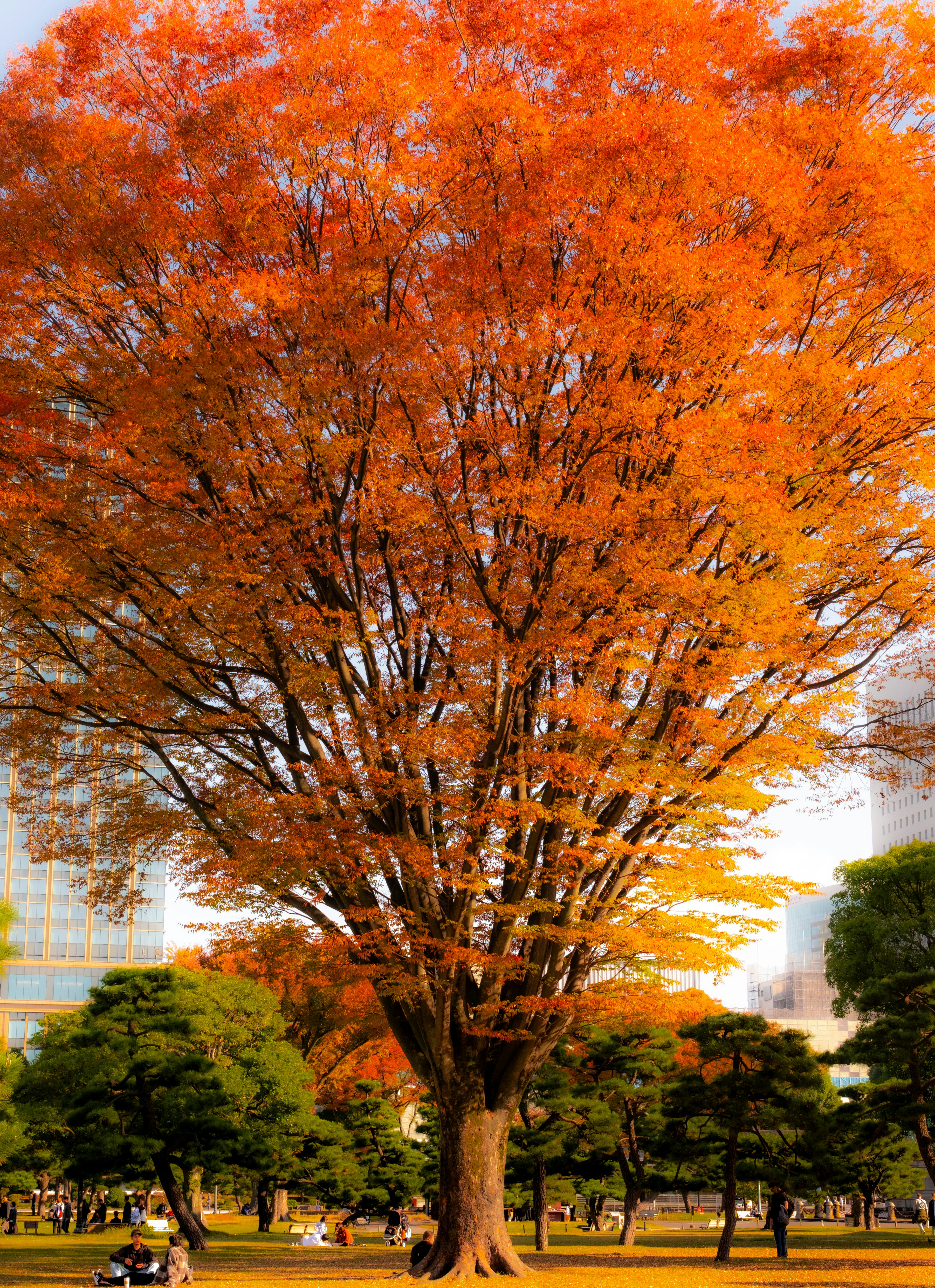 紅葉の大きな木が広場を彩る秋の景色