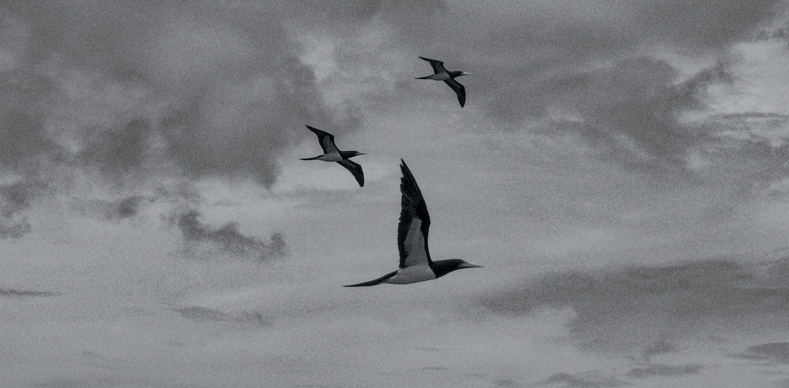 Foto in bianco e nero di uccelli che volano nel cielo