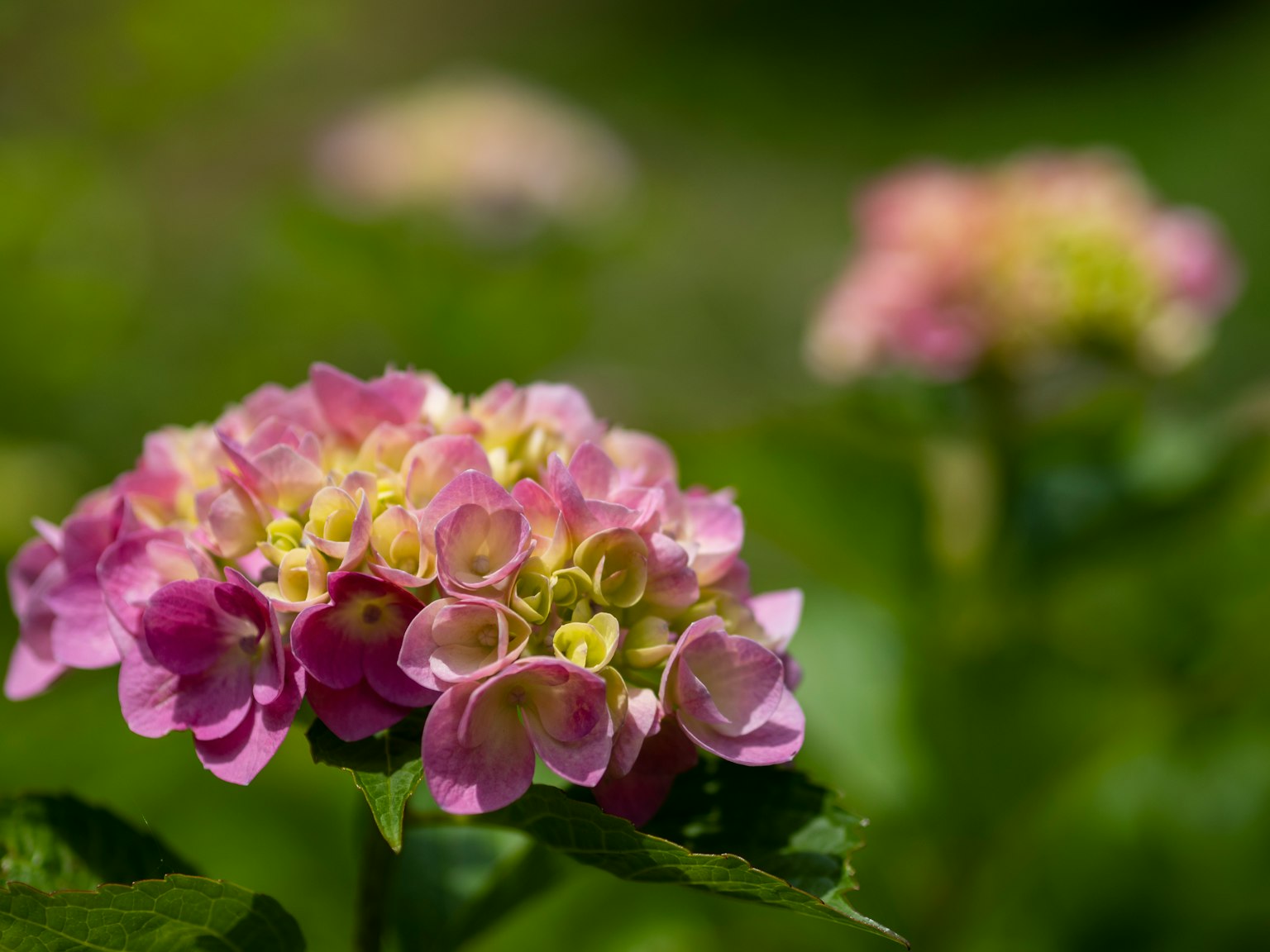 Flores de hortensia en tonos de rosa y morado rodeadas de hojas verdes