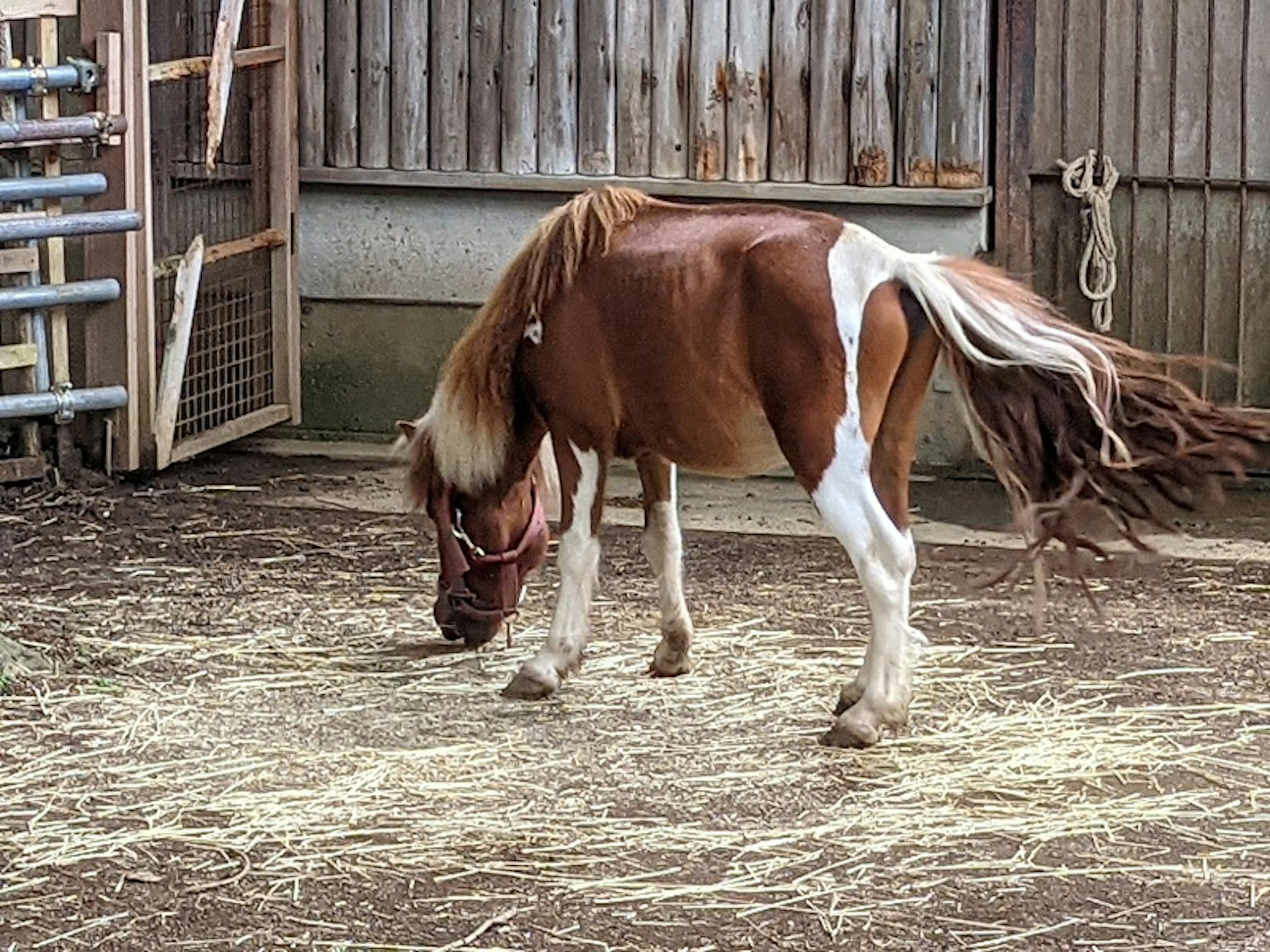 Un petit cheval brun et blanc broutant du foin