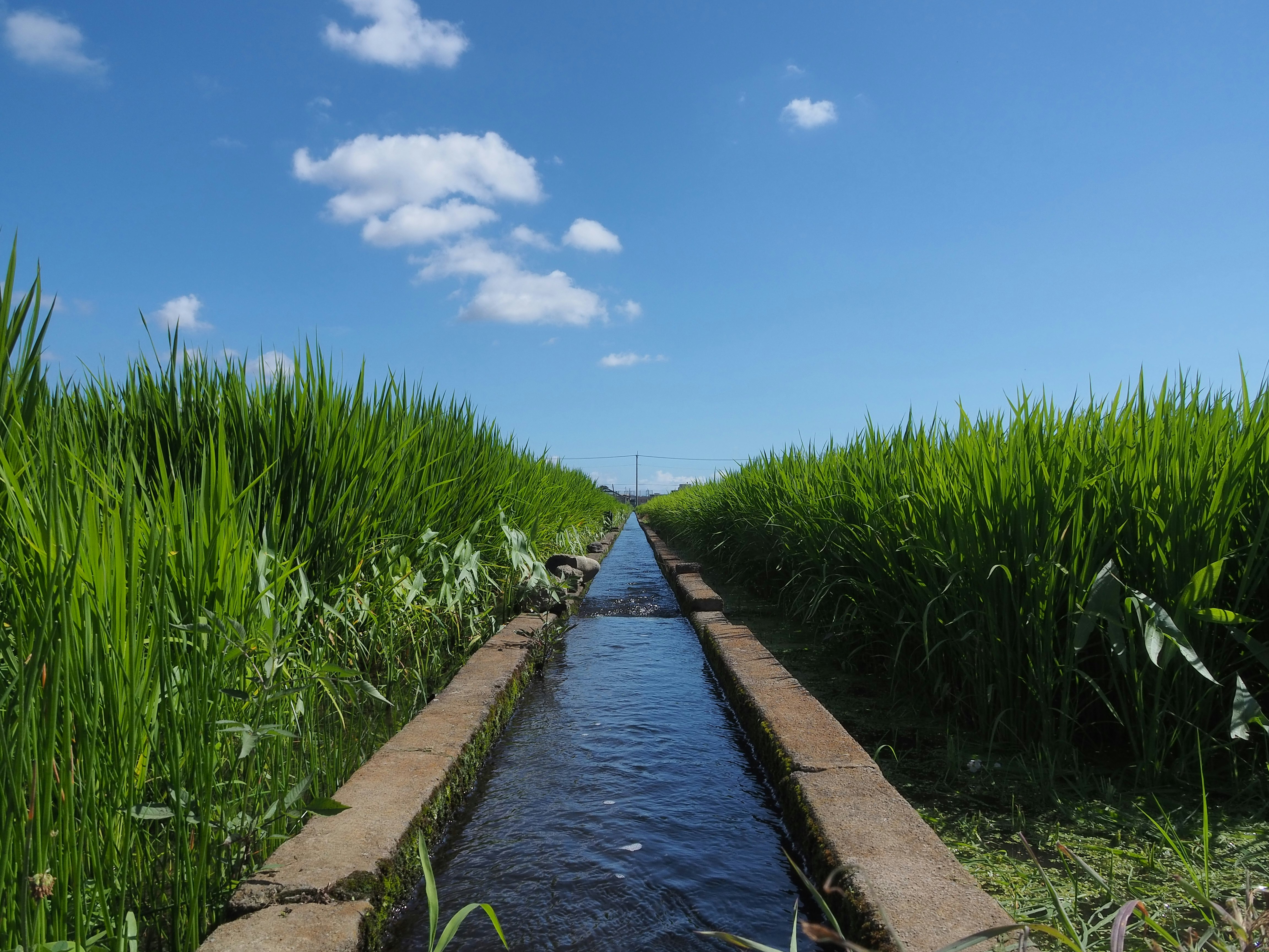 prato verde lungo un piccolo canale d’acqua sotto un cielo azzurro