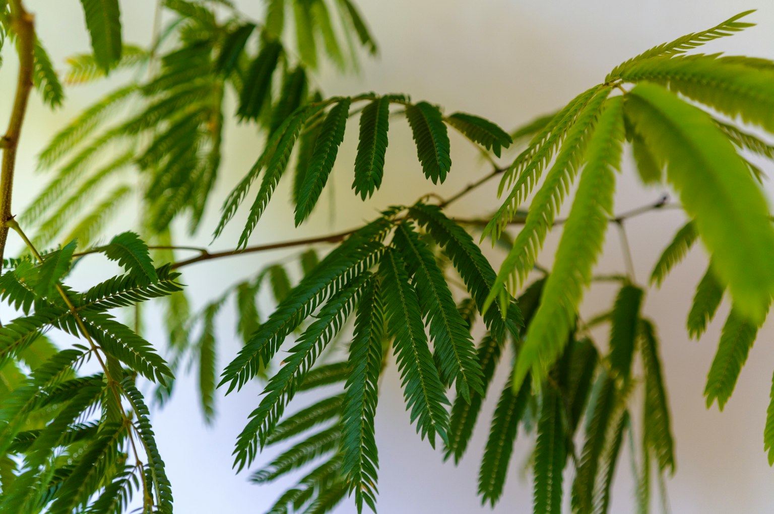 特写镜头显示密集的绿色叶子的植物
