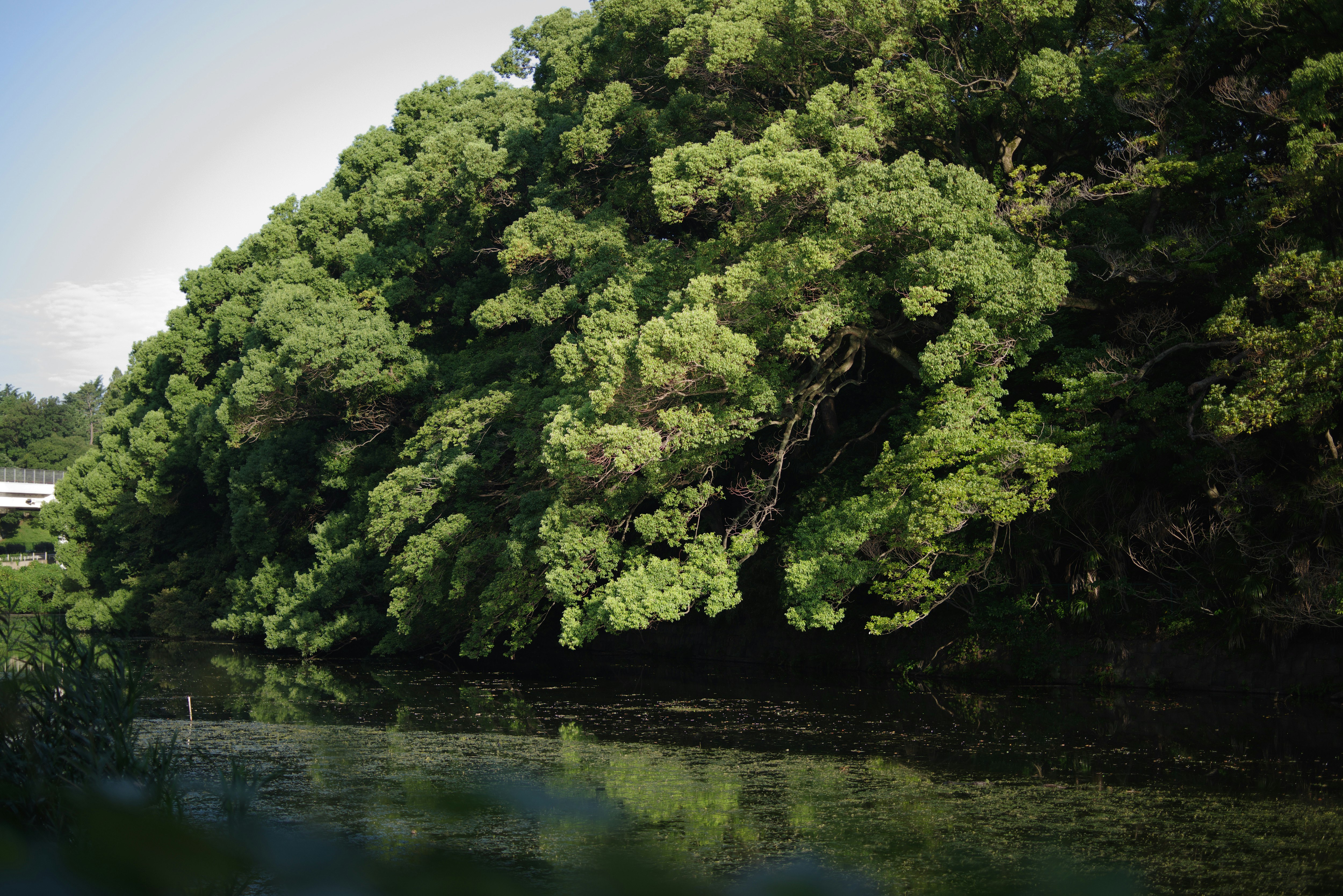弁慶濠を取り囲む木々に朝日が当たる緑の水辺の景色