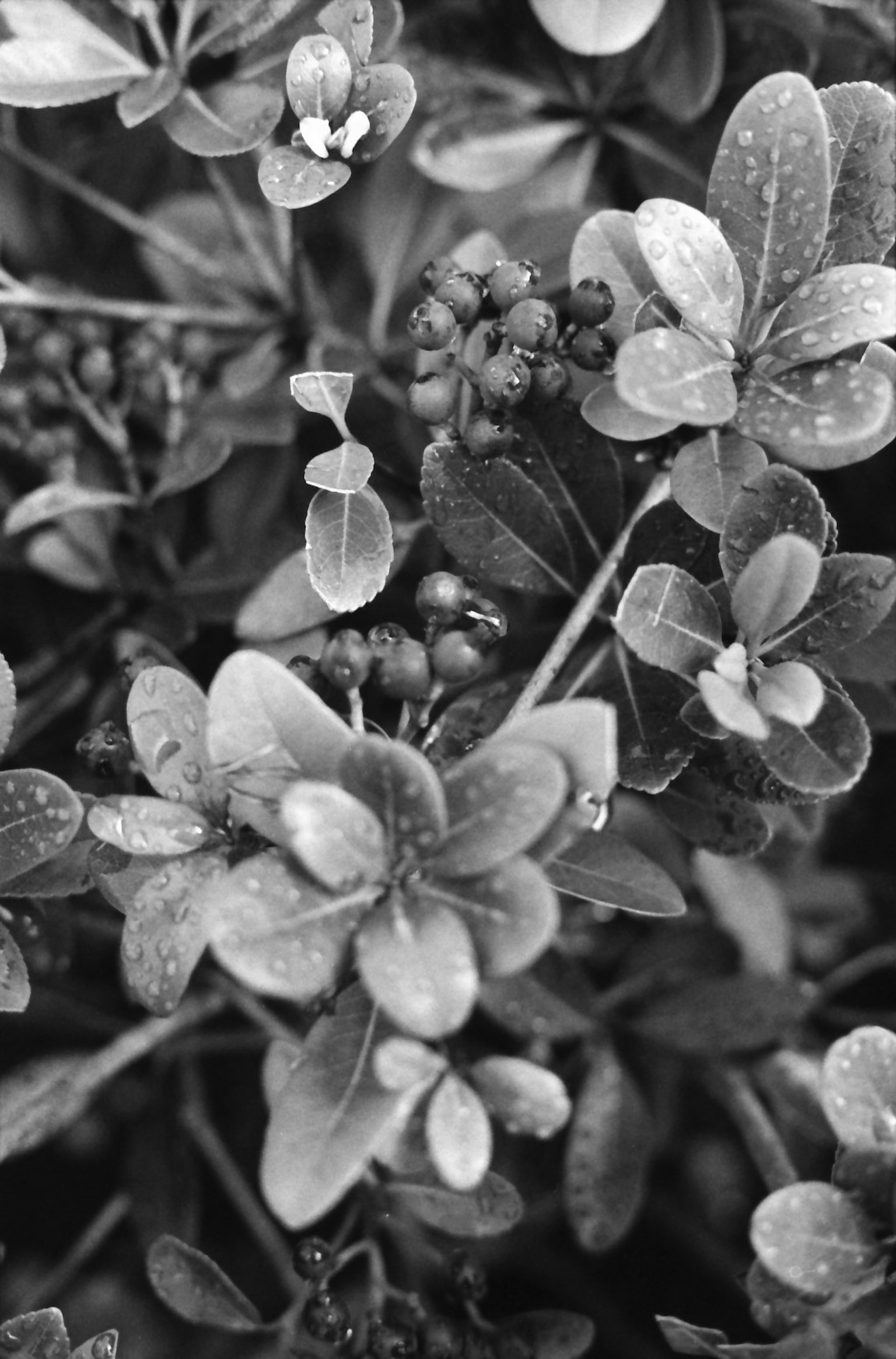 Gros plan sur des plantes monochromes avec diverses feuilles et fleurs densément regroupées
