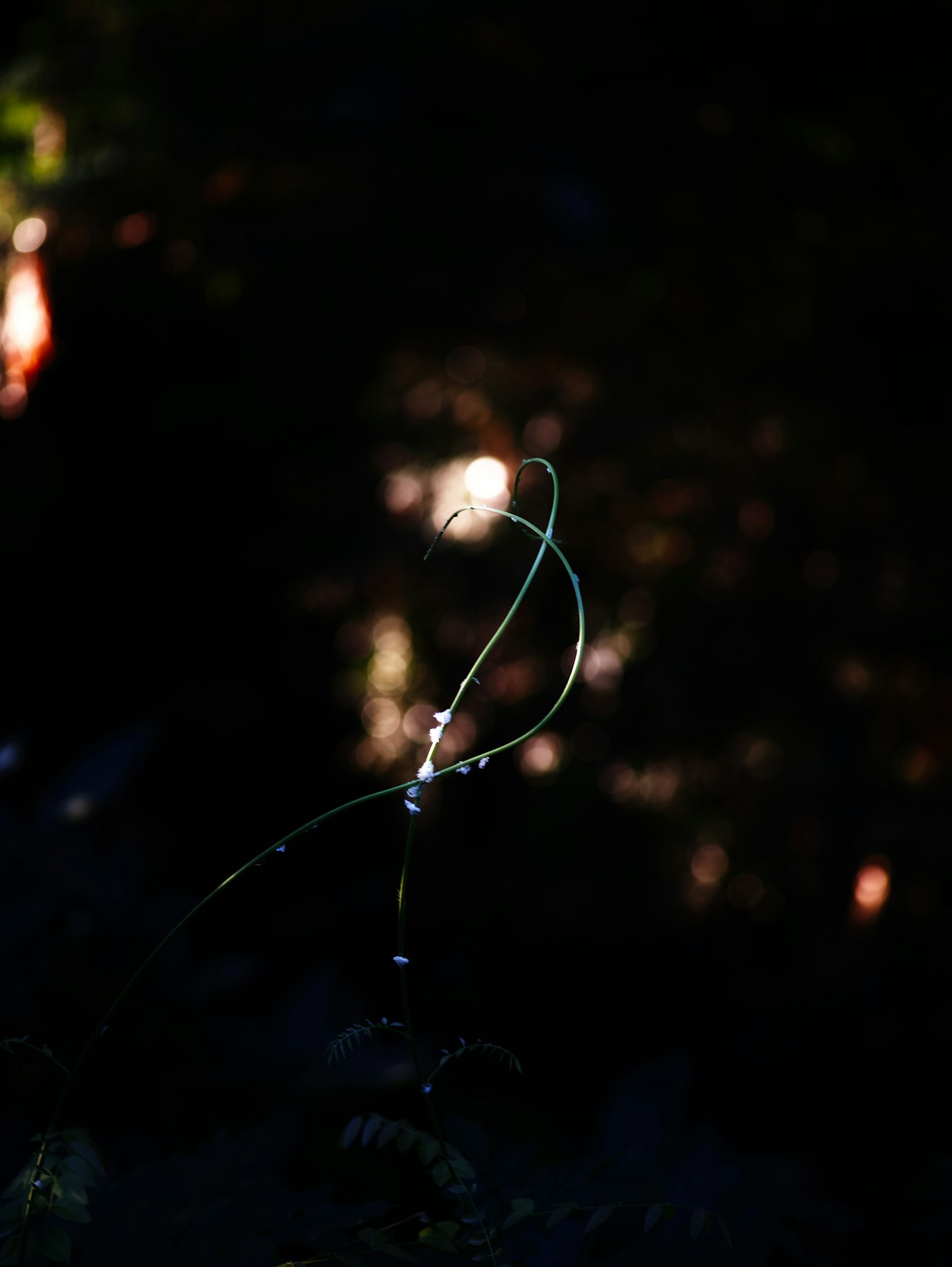 暗い背景に浮かぶ緑の植物の茎と光の反射