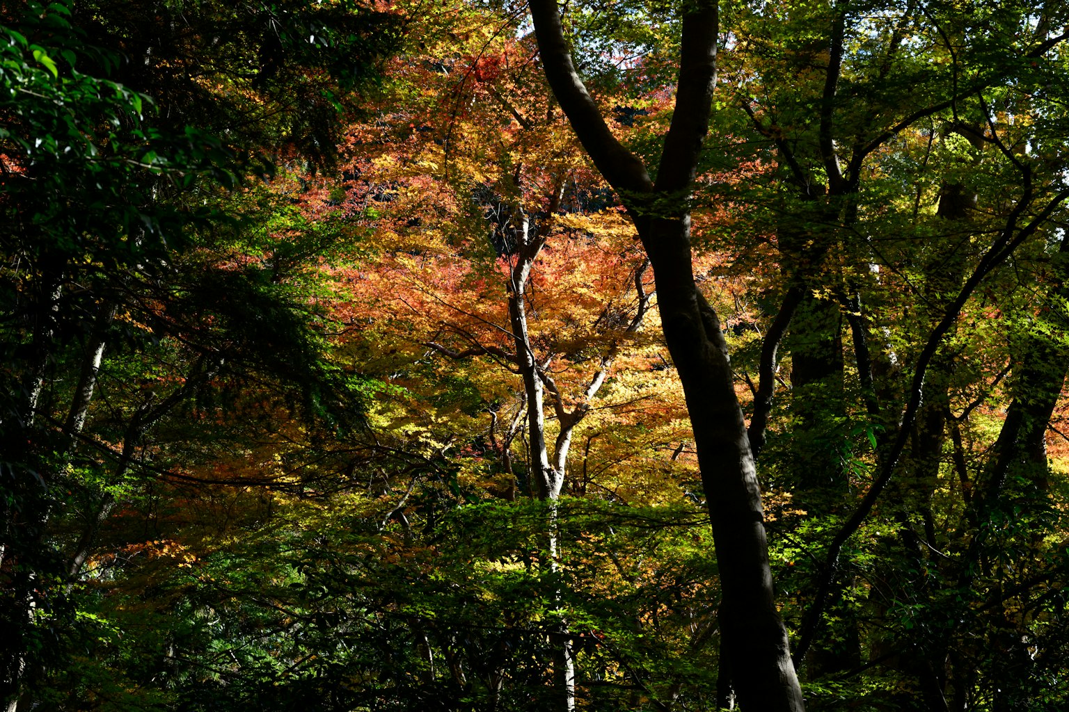 Waldszene mit lebhaftem Herbstlaub