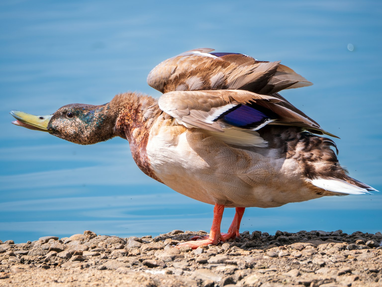 Un'anatra che apre le ali vicino all'acqua