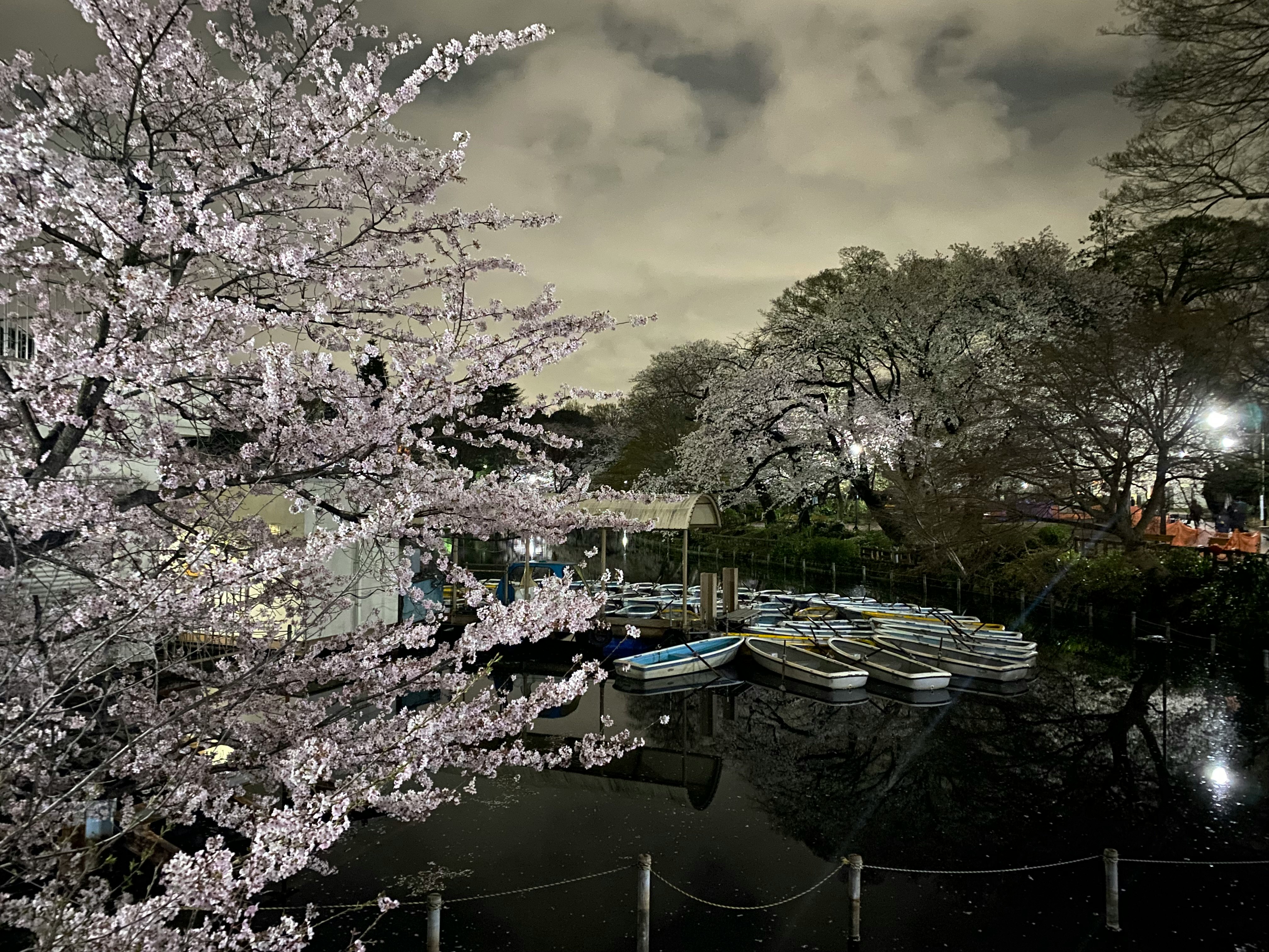 桜の枝と水面に浮かぶボートのある川沿いの景色