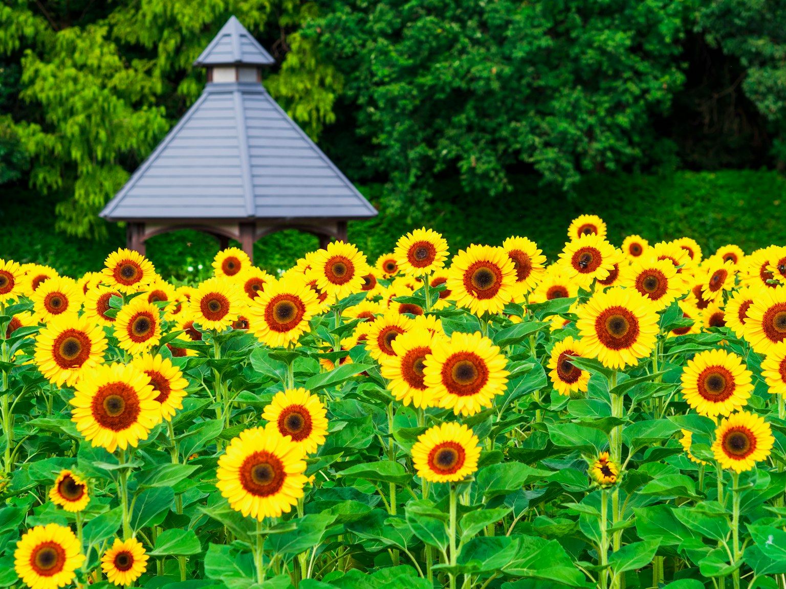 Campo de girasoles con un gazebo al fondo flores amarillas vibrantes contra un follaje verde