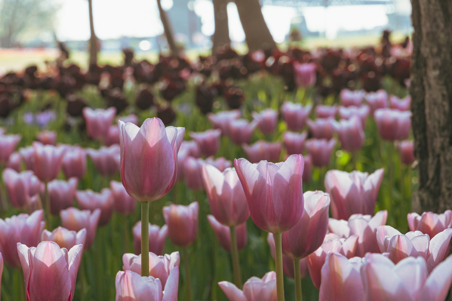 ทุ่งทิวลิปที่มีสีสันสดใสในเฉดสีชมพูและม่วงเข้มแสงแดดส่องผ่านต้นไม้