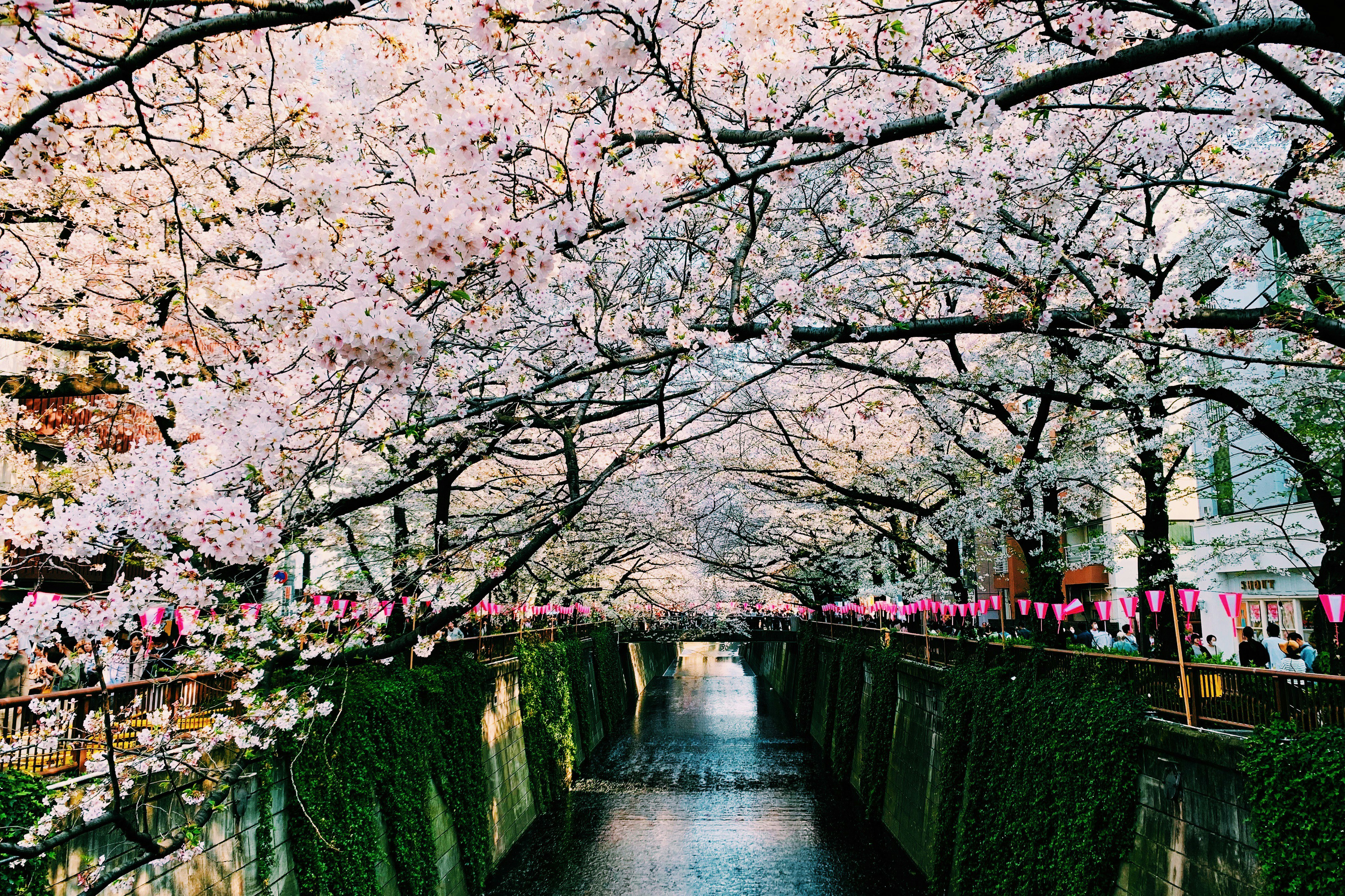 桜の枝が覆う水路沿いの並木と花のトンネル