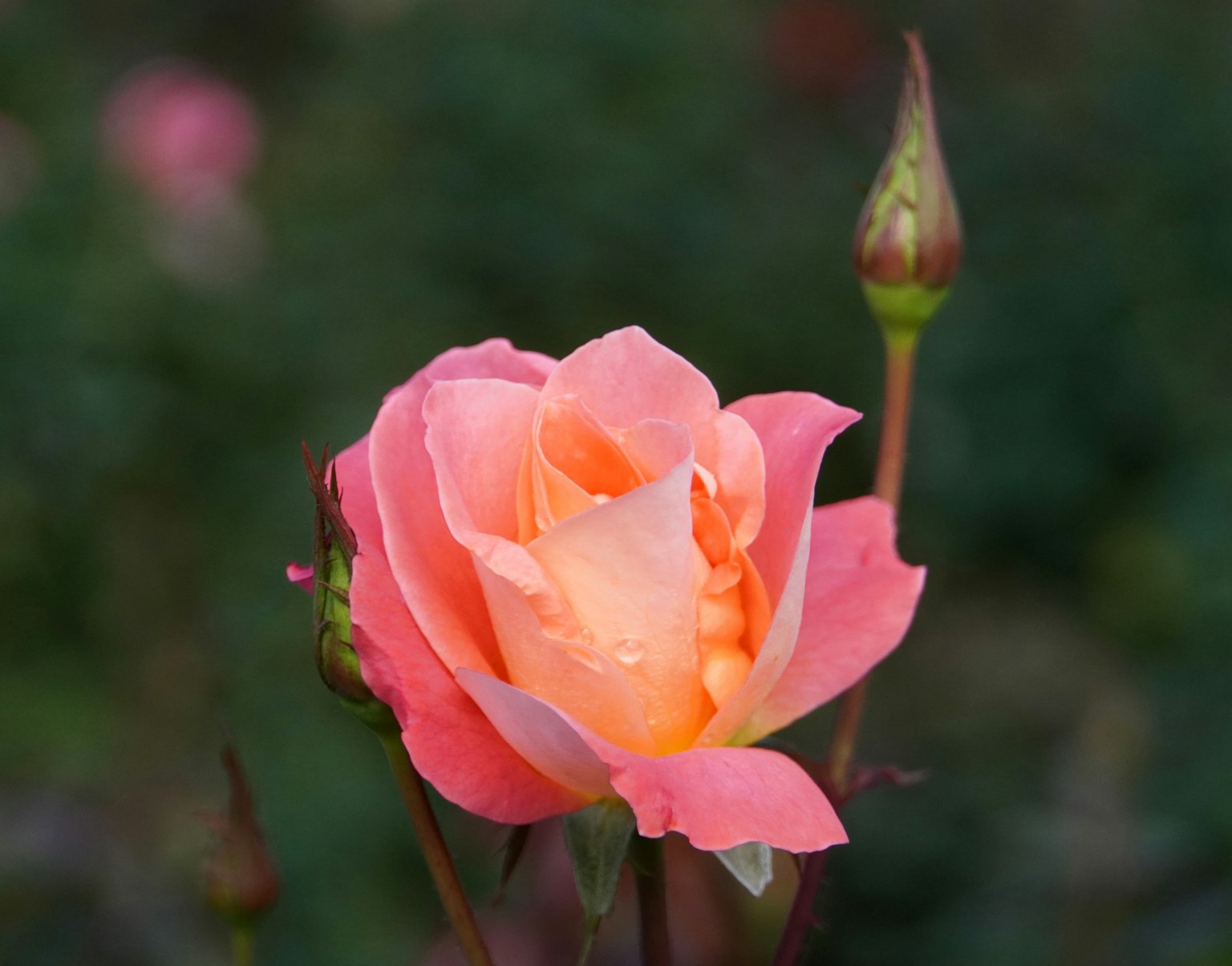 Eine schöne rosa Rose in Blüte